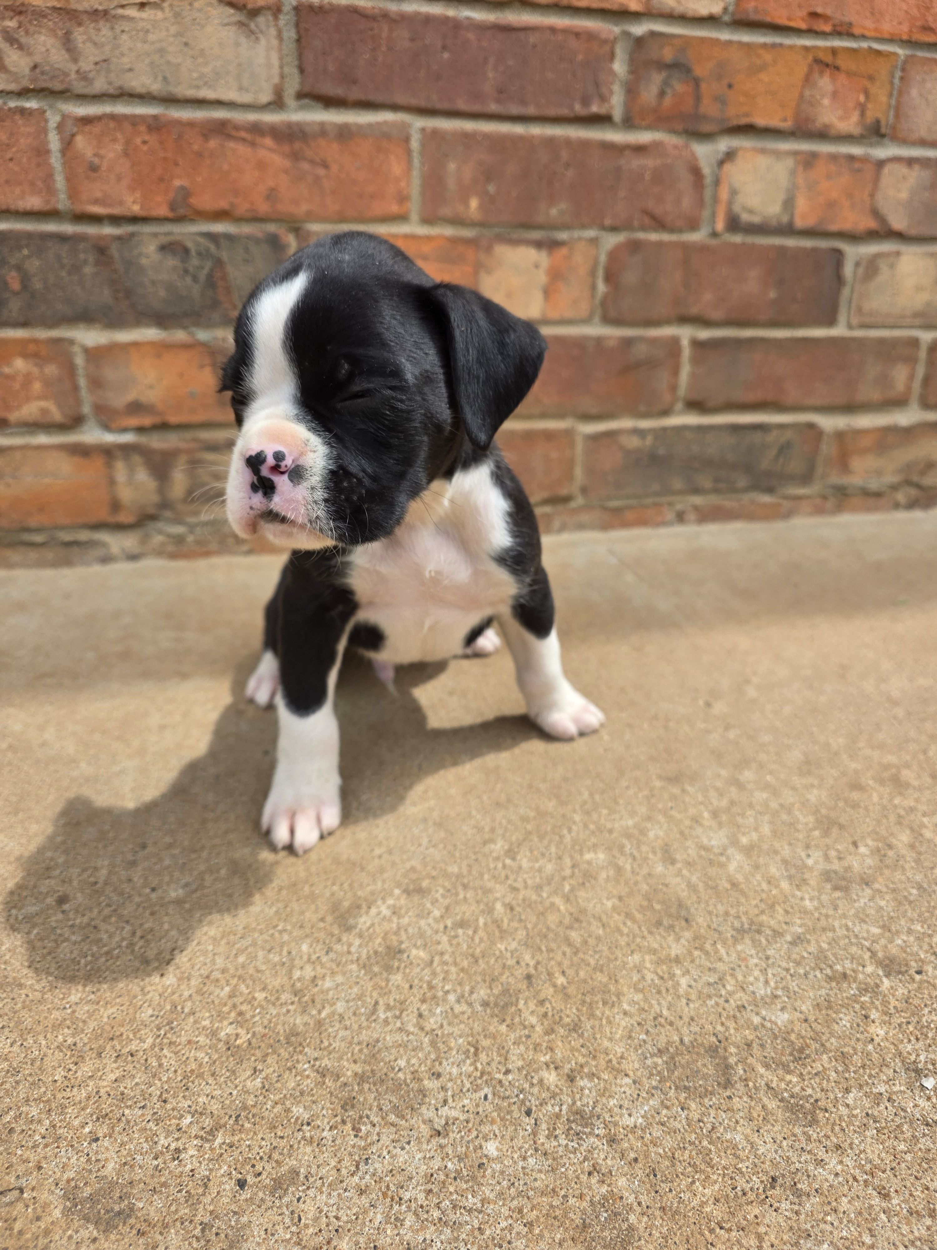 Jax, a male Boxer for sale in Crane, MO – Photo 2 of 3