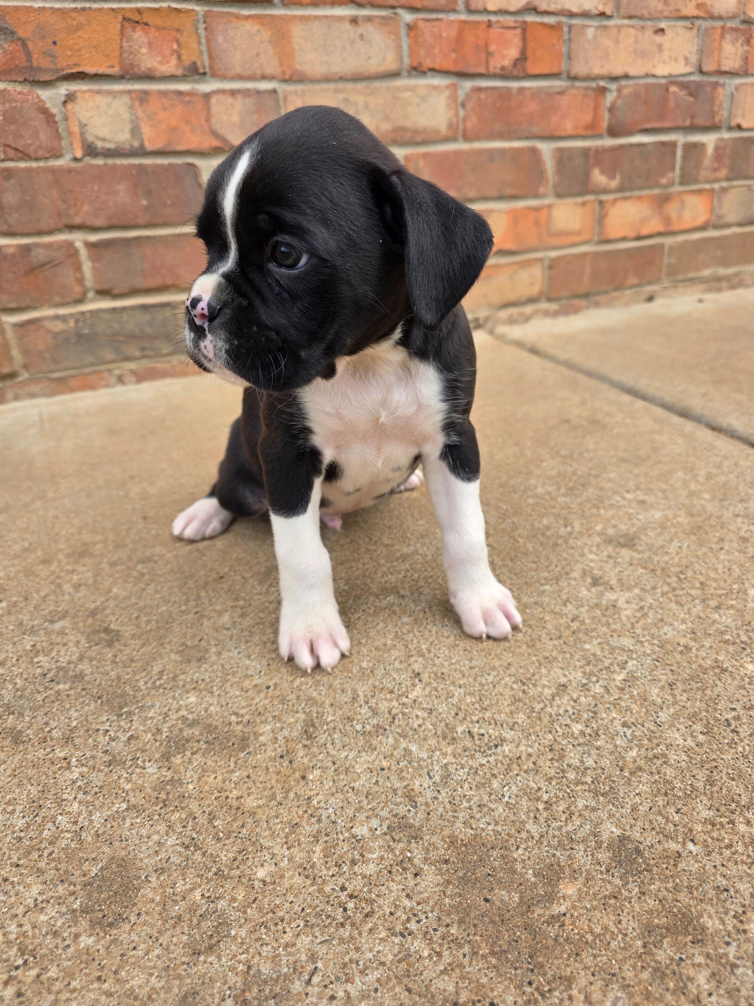 Henry, a male Boxer for sale in Crane, MO – Photo 2 of 3