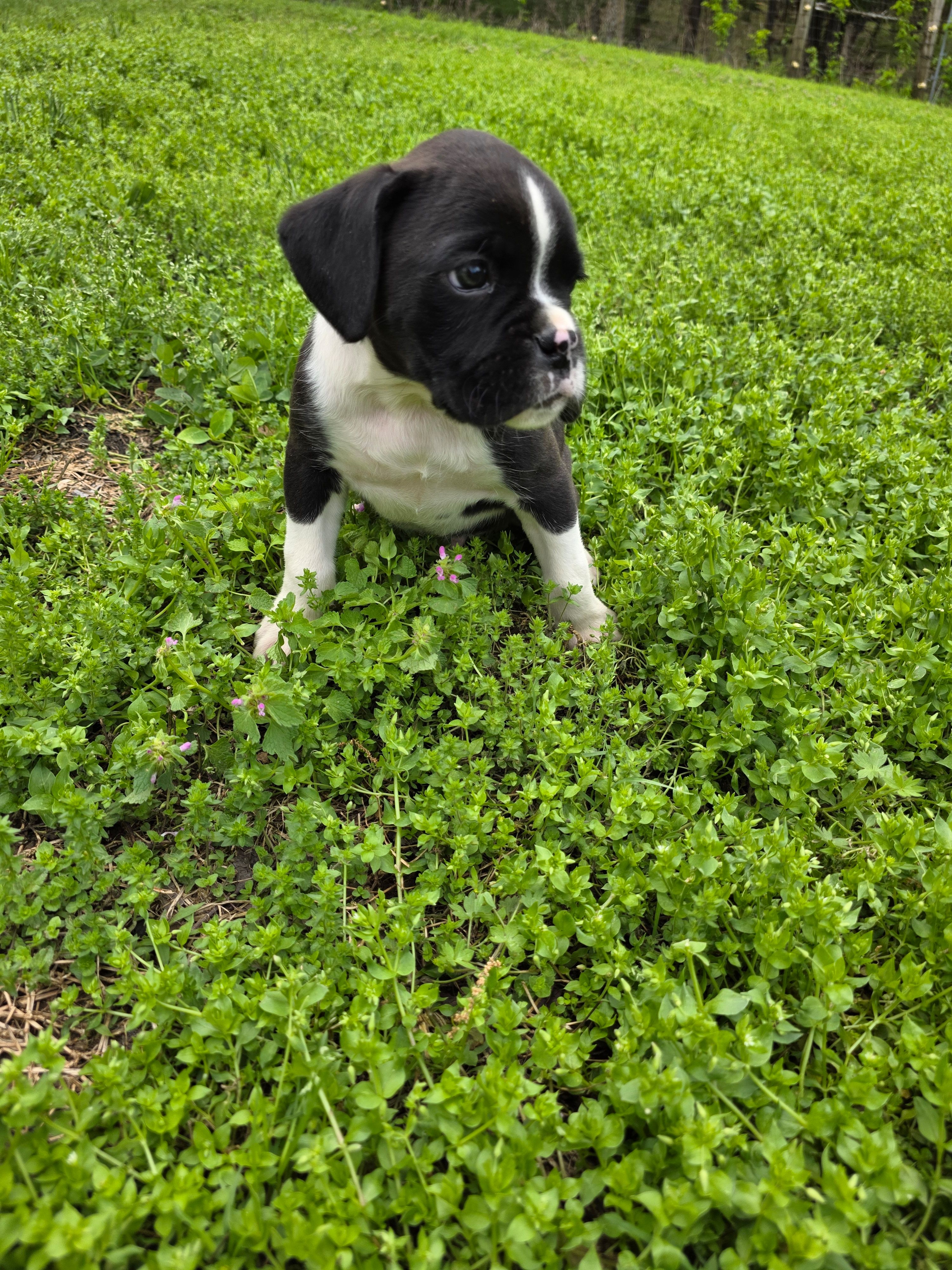Henry, a male Boxer for sale in Crane, MO – Photo 3 of 8