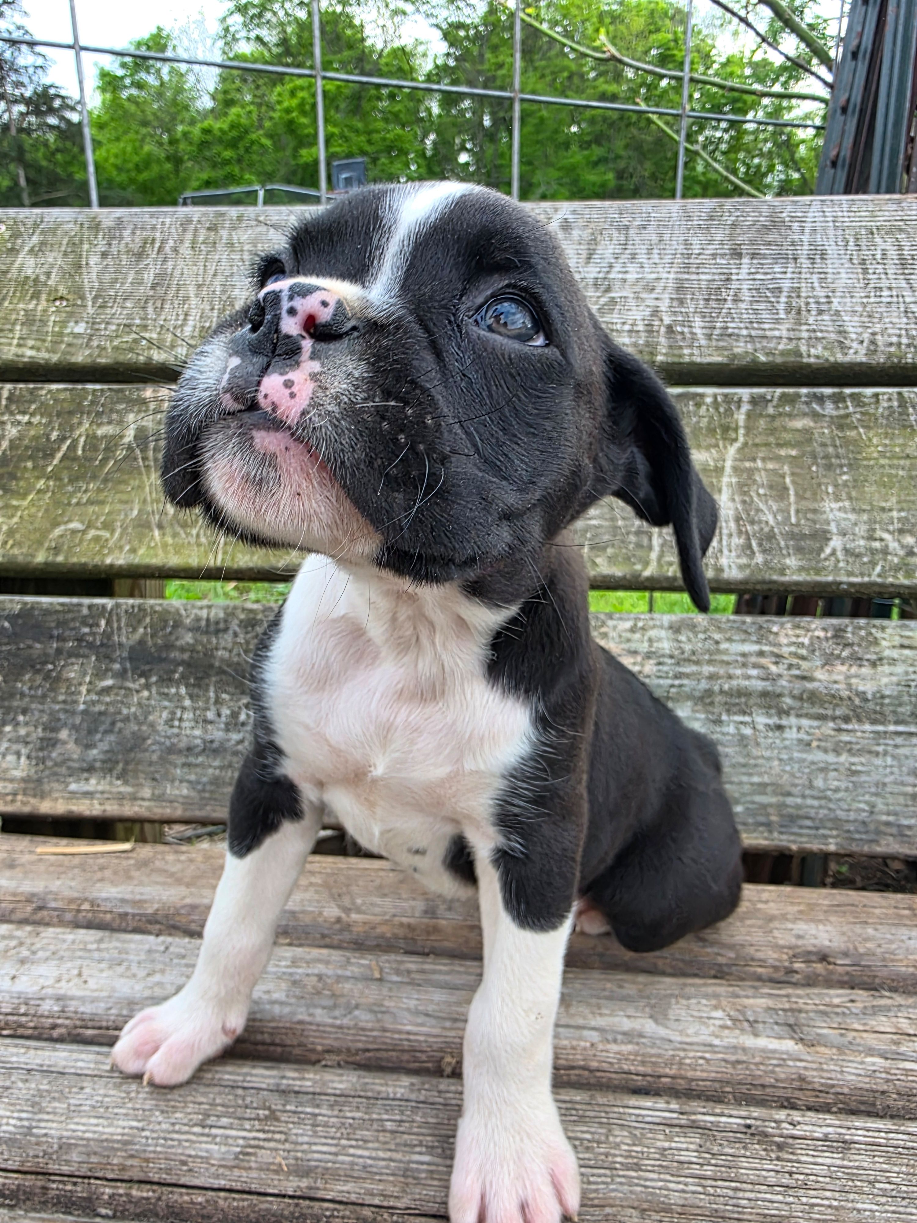 Henry, a male Boxer for sale in Crane, MO – Photo 8 of 8