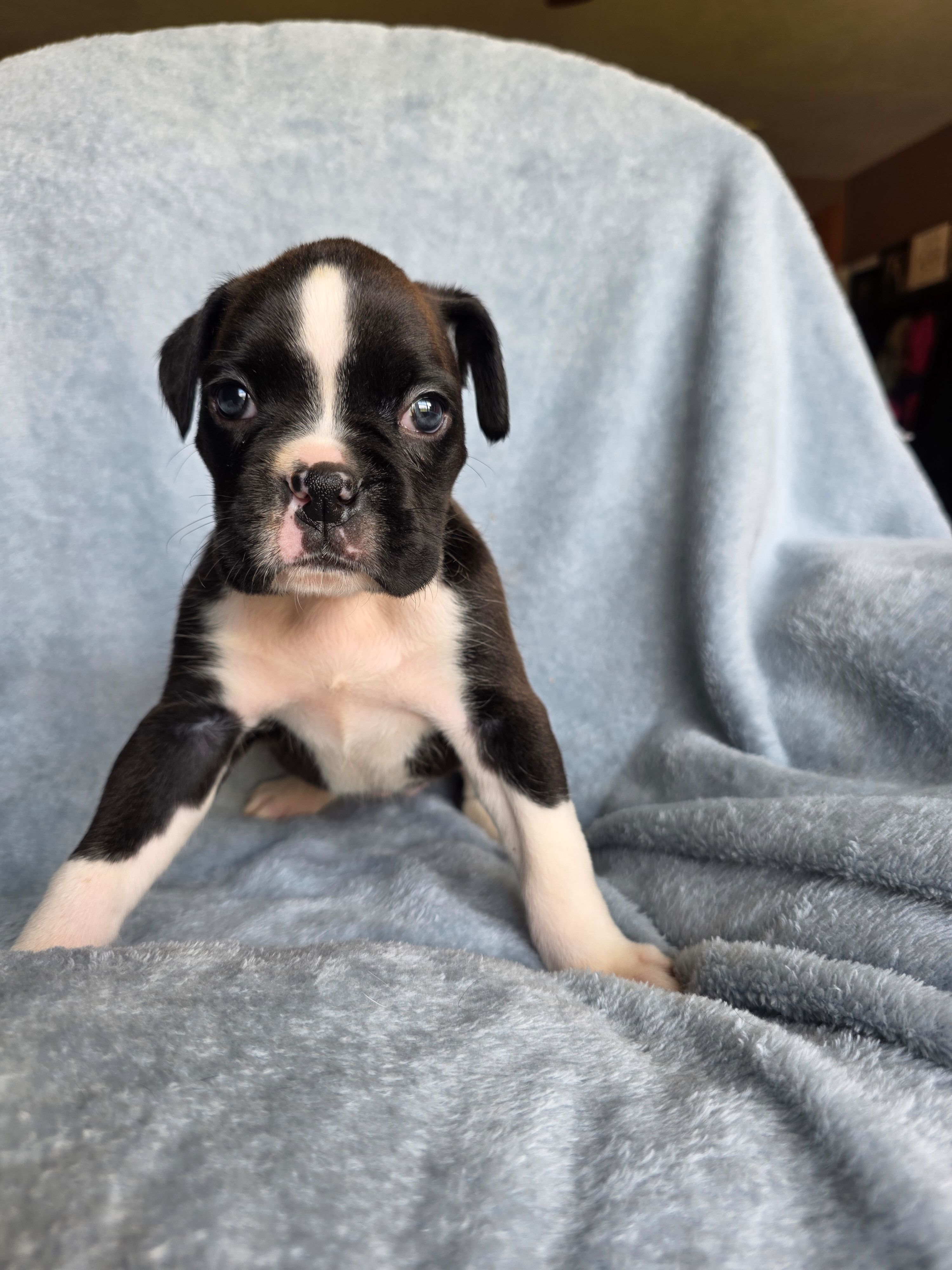 Dolly – Boxer puppy for sale in Crane, MO