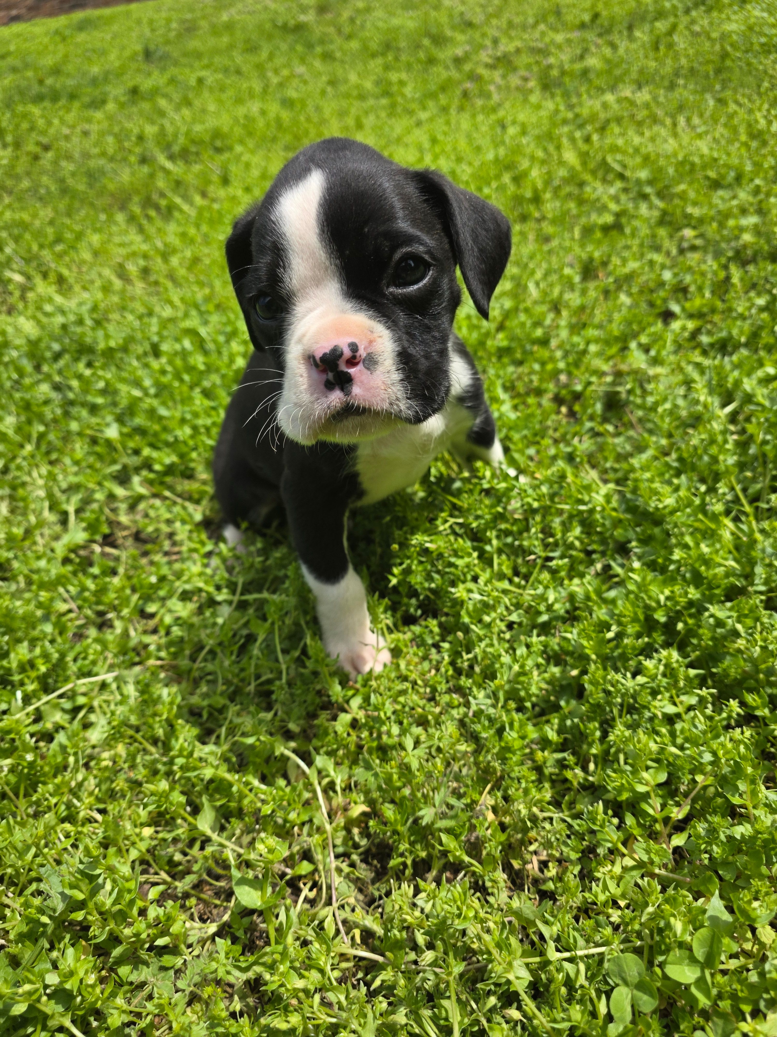 Jax – Boxer puppy for sale in Crane, MO