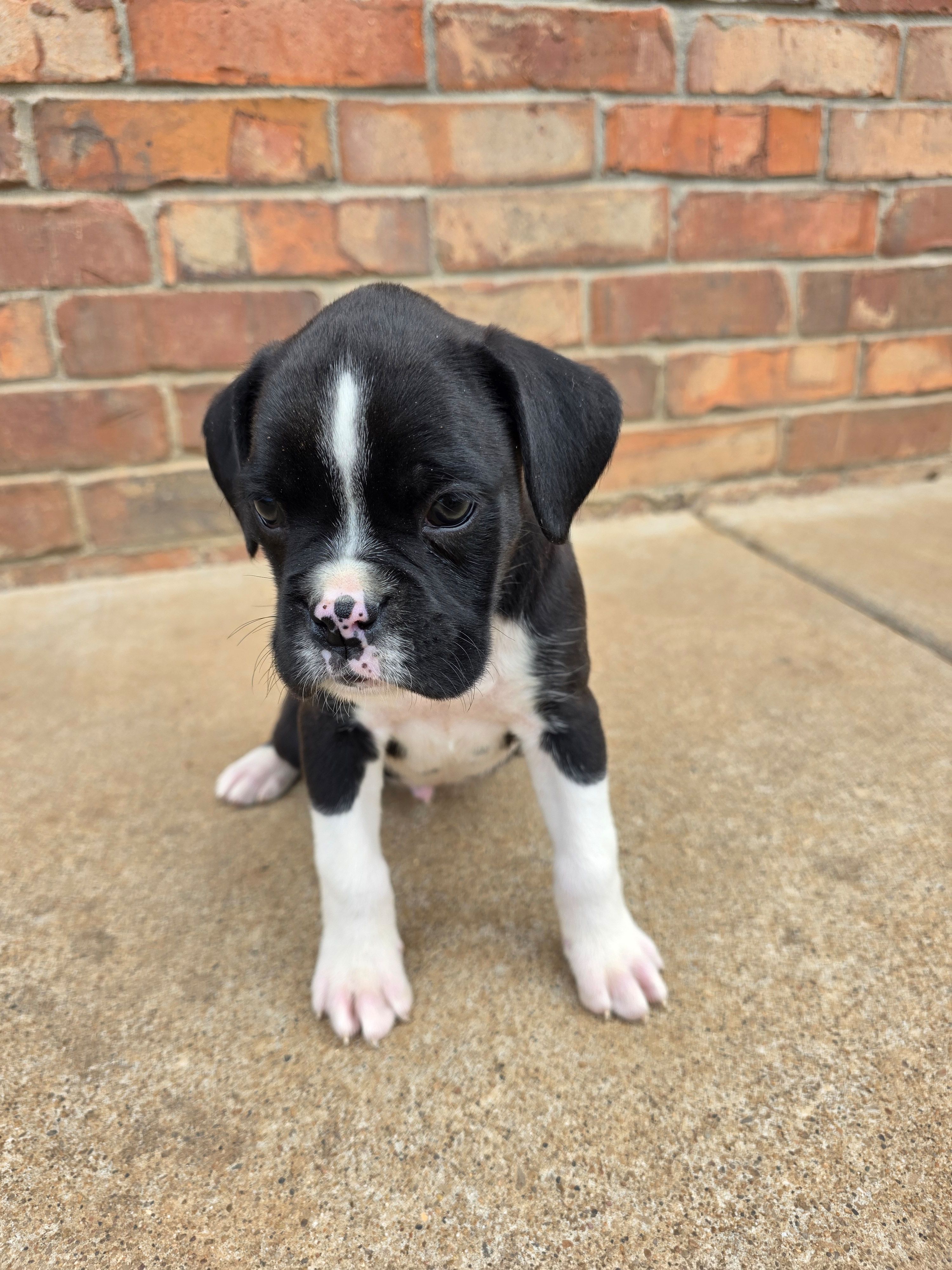 Henry – Boxer puppy for sale in Crane, MO