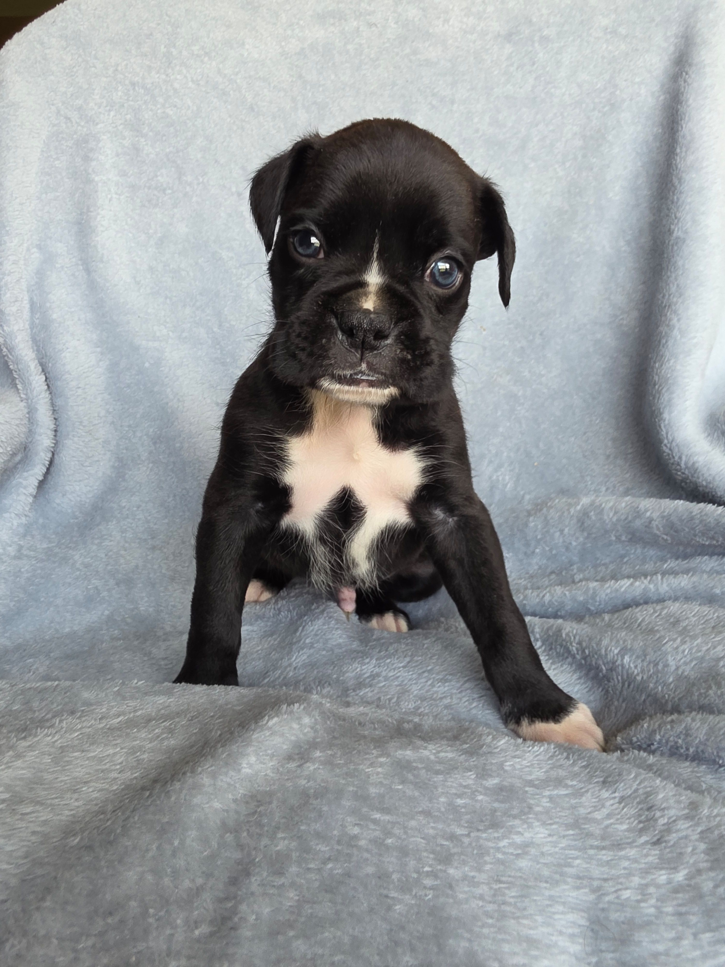 Goose – Boxer puppy for sale in Crane, MO