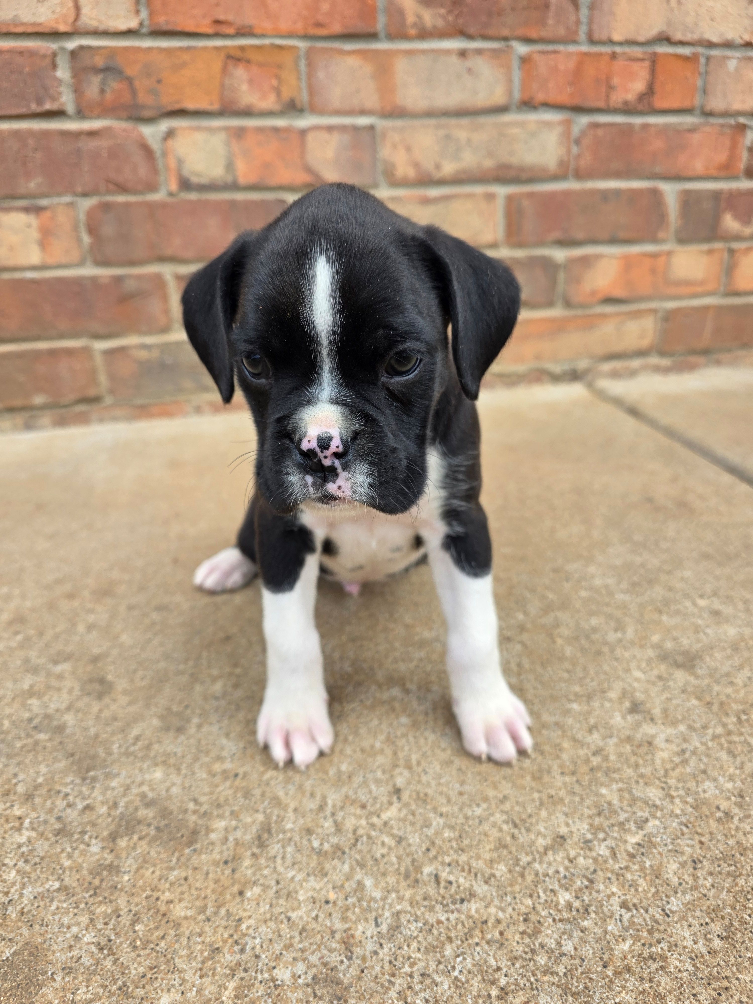 Henry – Boxer puppy for sale in Crane, MO