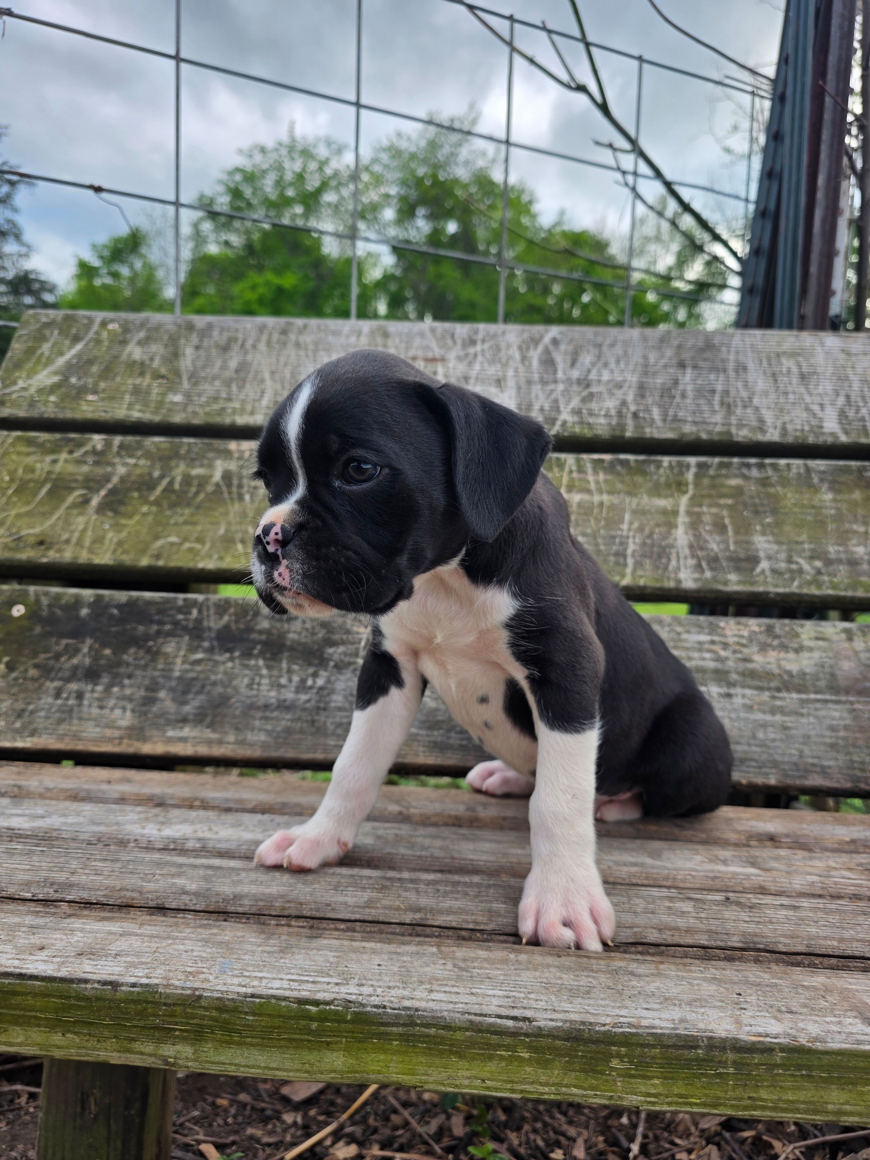 Henry, a male Boxer for sale in Crane, MO – Photo 5 of 8