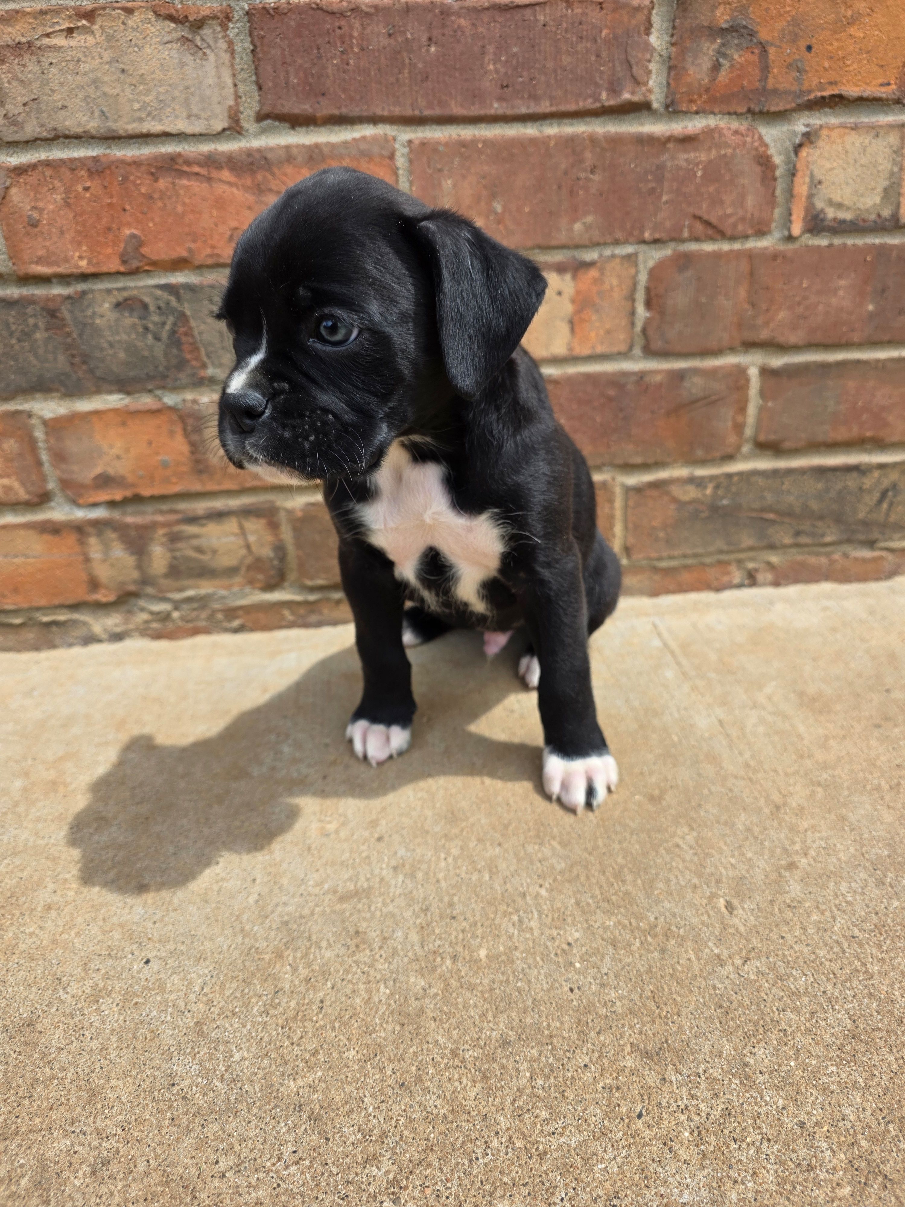 Goose, a male Boxer for sale in Crane, MO – Photo 3 of 3