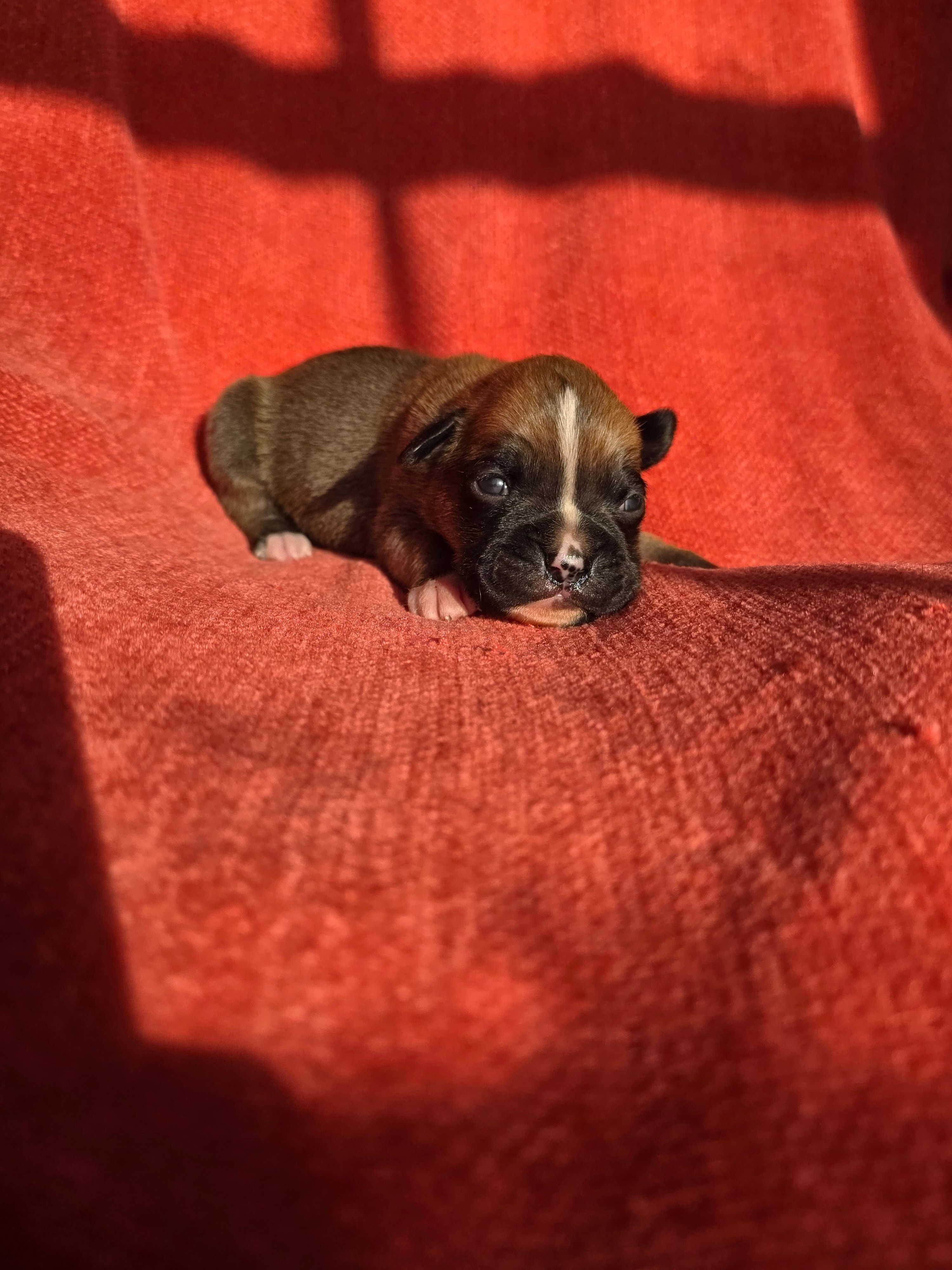 Otto, a male Boxer for sale in Crane, MO – Photo 3 of 4