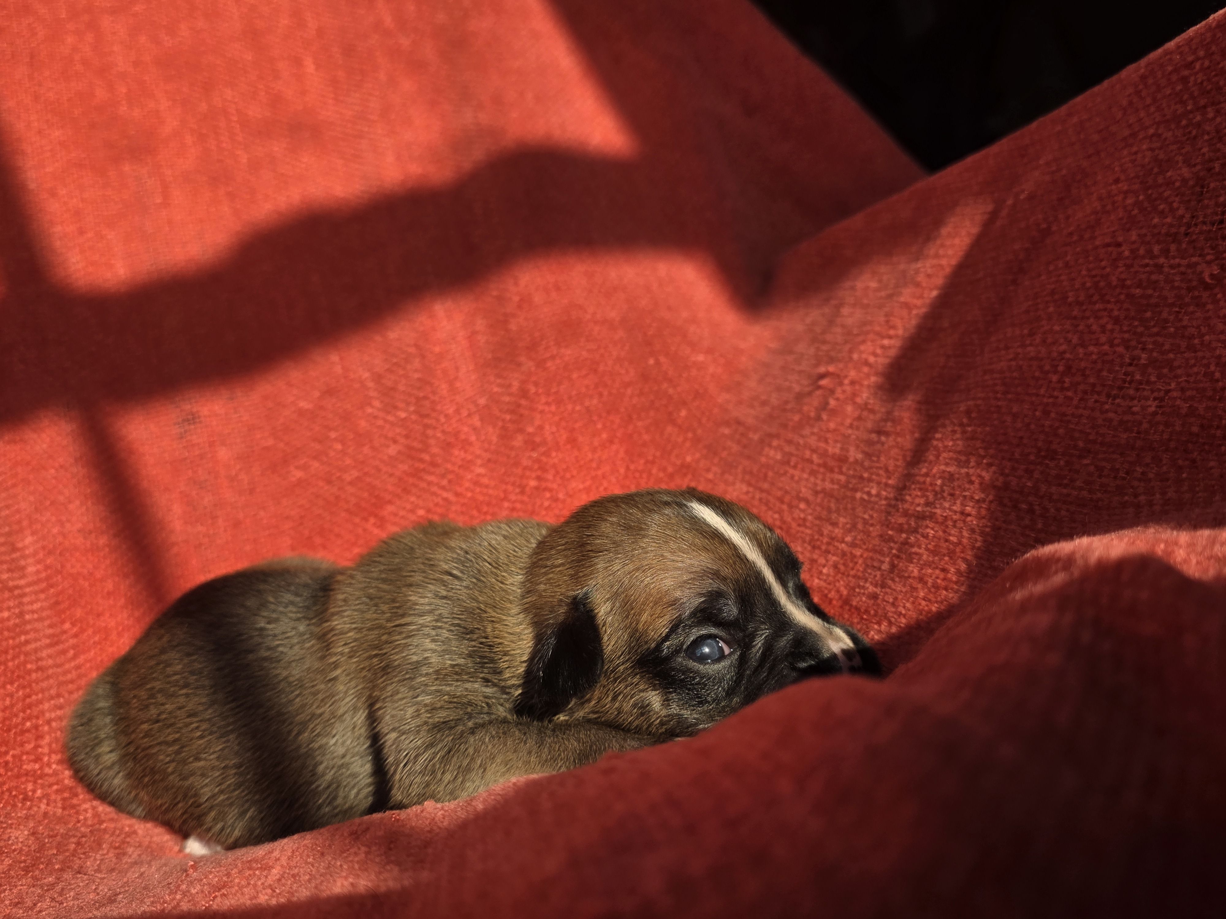 Otto, a male Boxer for sale in Crane, MO – Photo 1 of 4