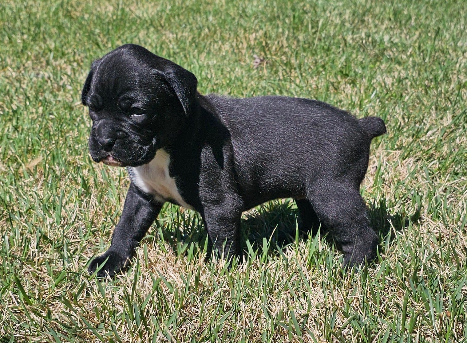 Ebony – Boxer puppy for sale in Rolla, MO