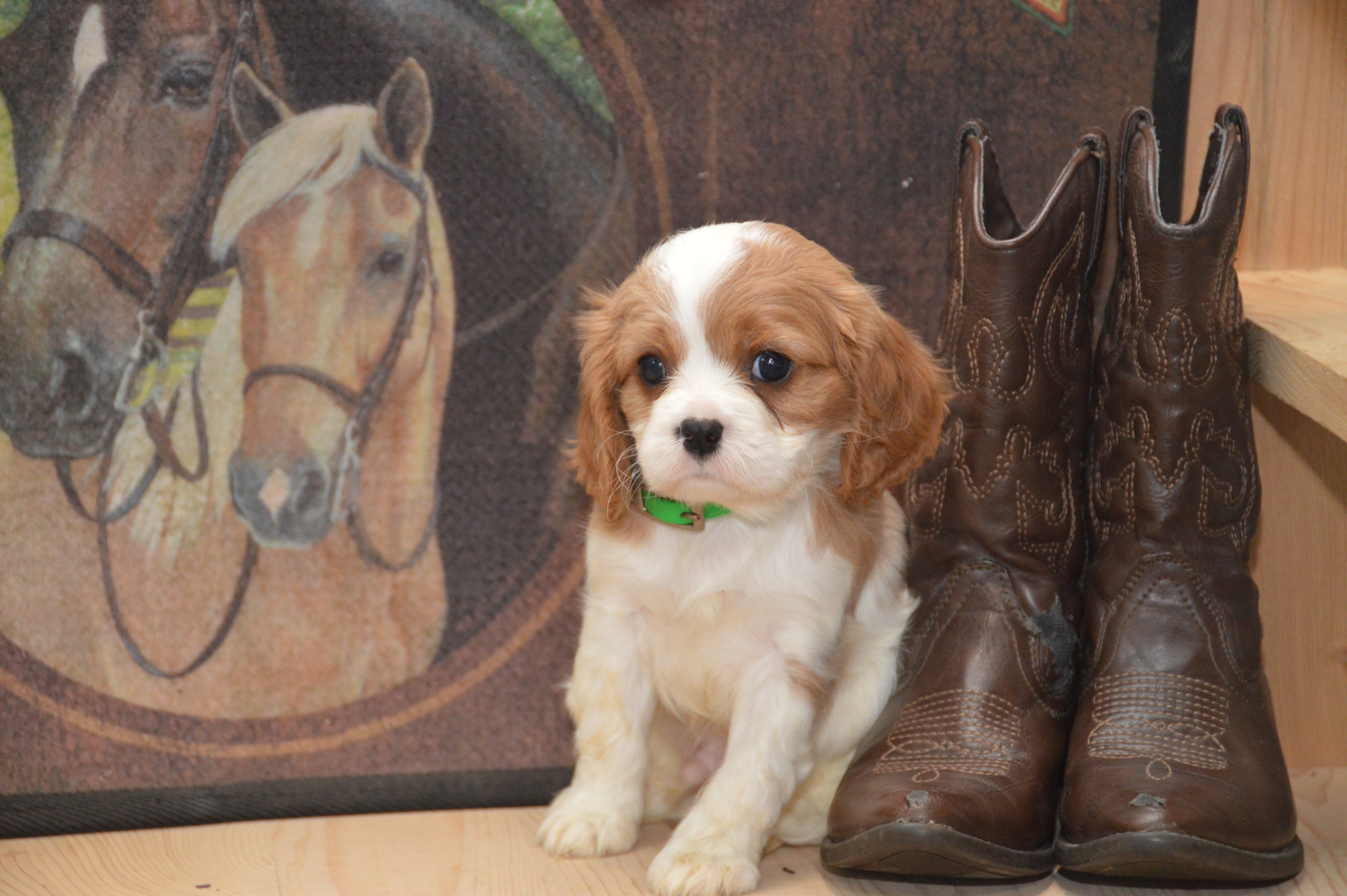 Creed – Cavalier King Charles Spaniel puppy for sale in Millmont, PA