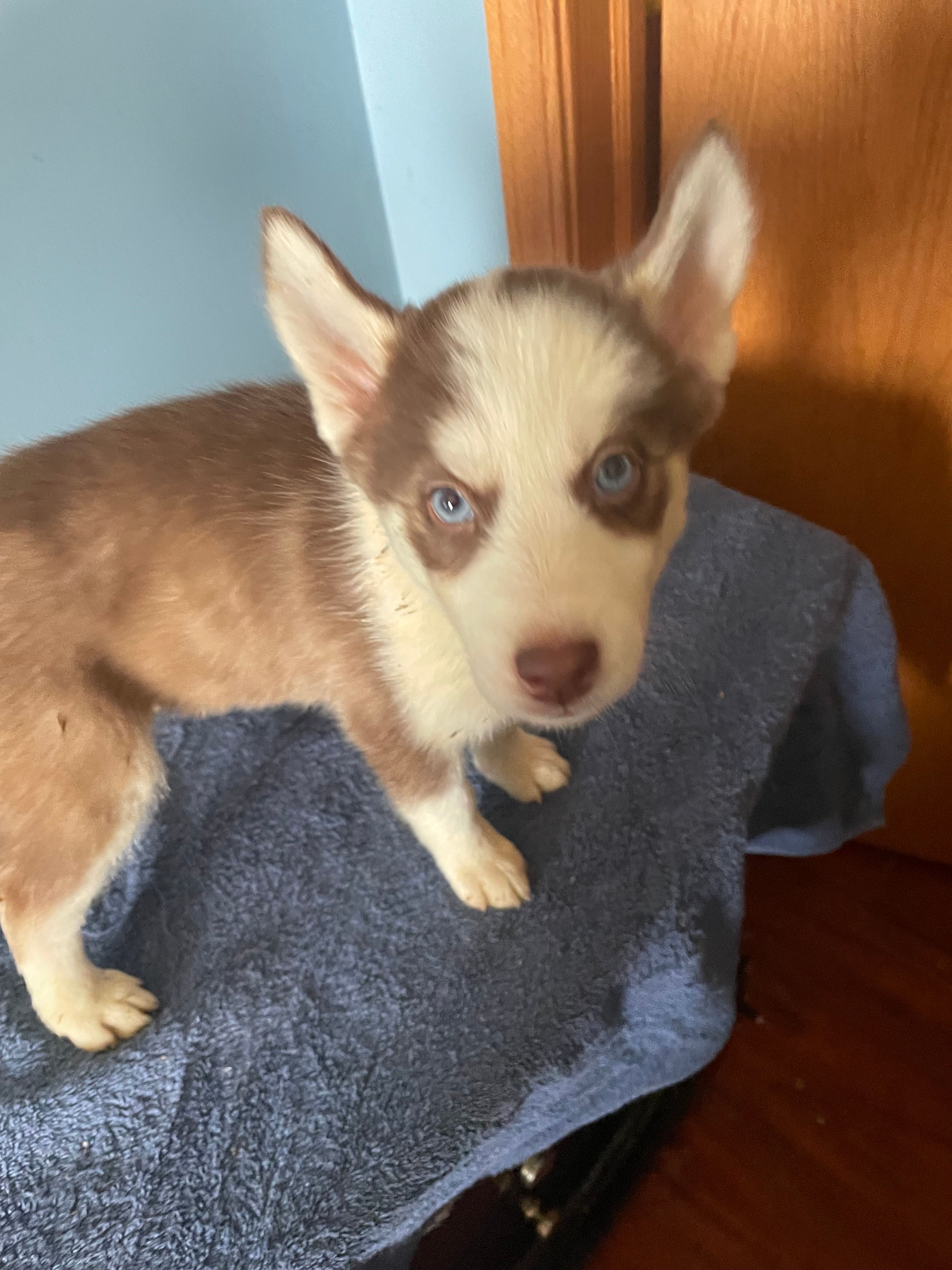 Mocha – Siberian Husky puppy for sale in Crown Point, IN