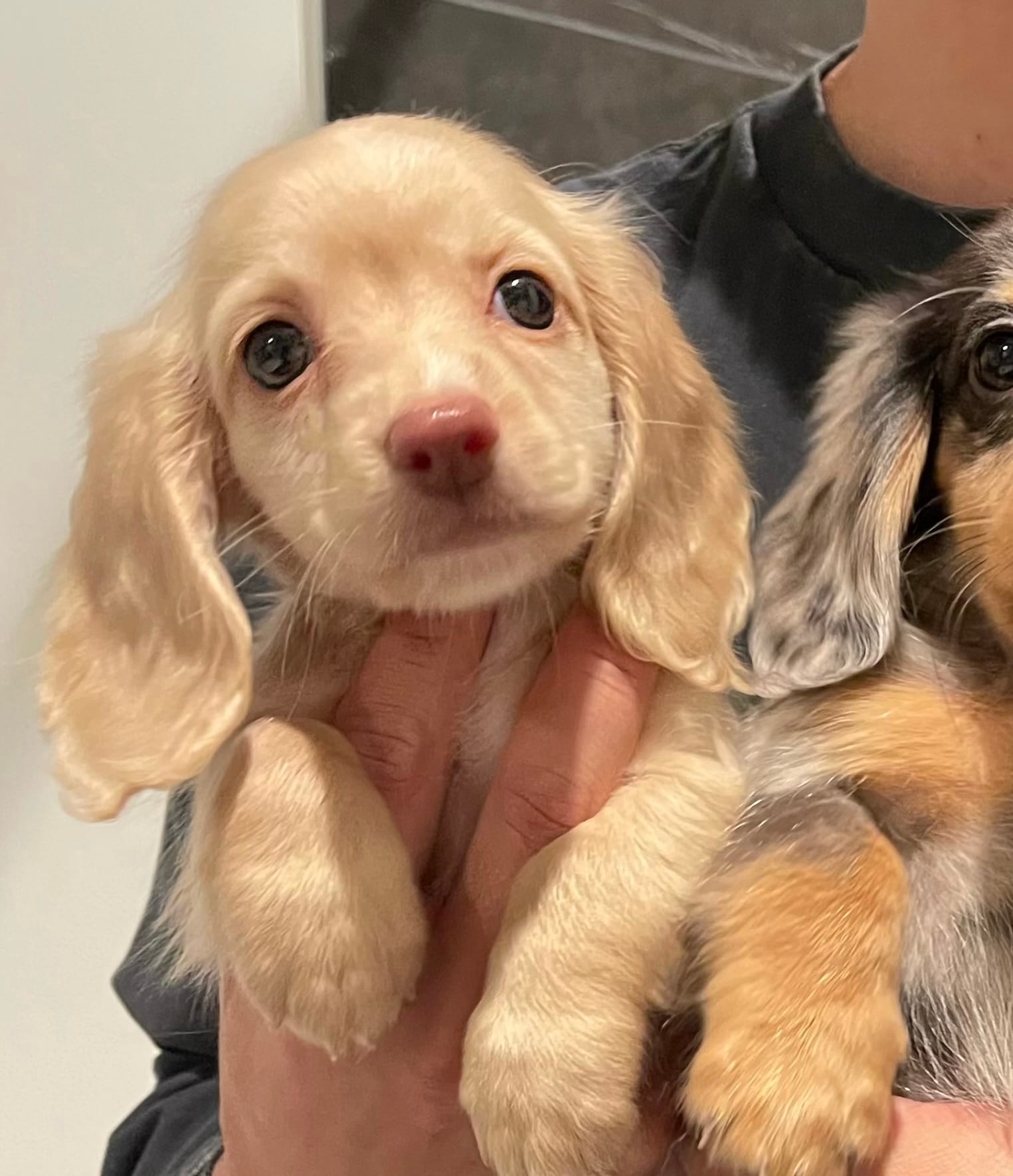creamy – Miniature Dachshund puppy for sale in Chino Hills, CA