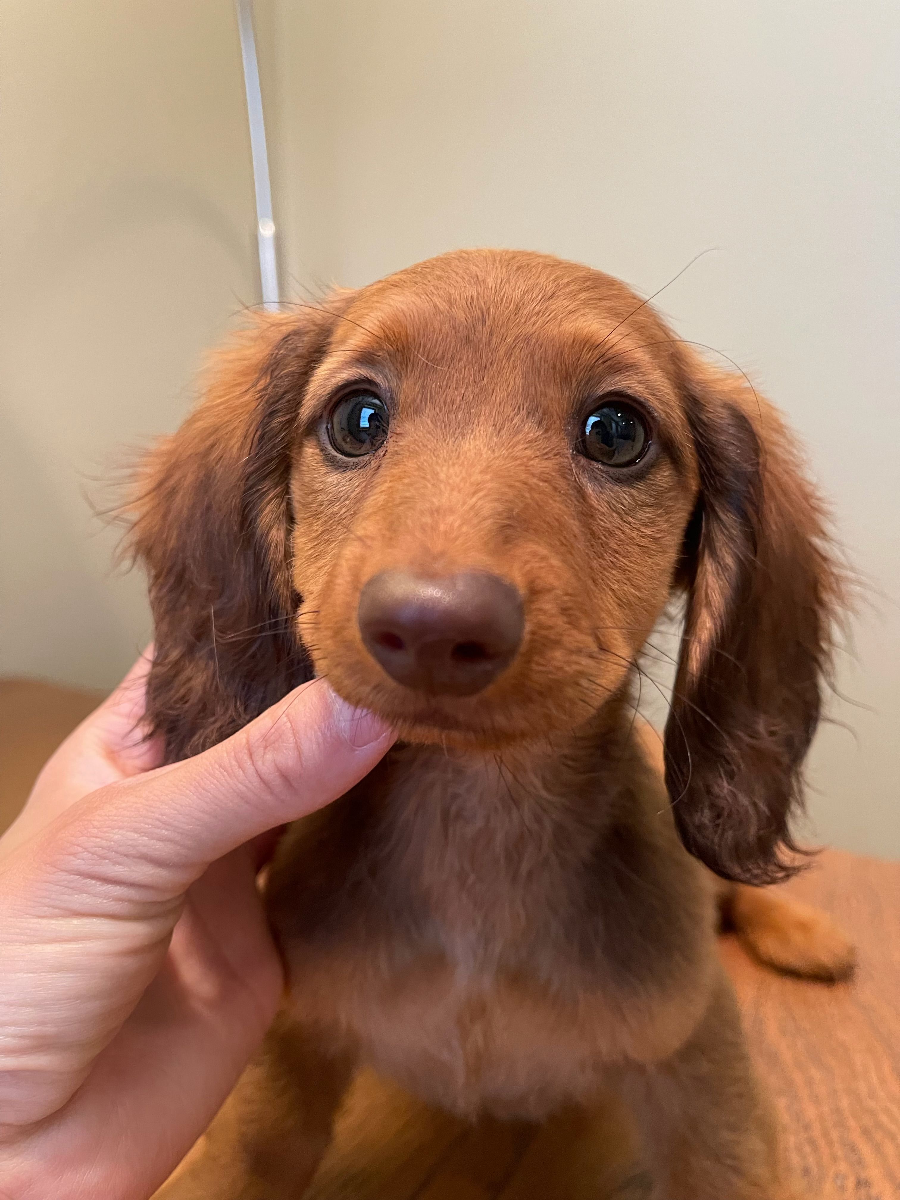 Coconut – Miniature Dachshund puppy for sale in Chino Hills, CA