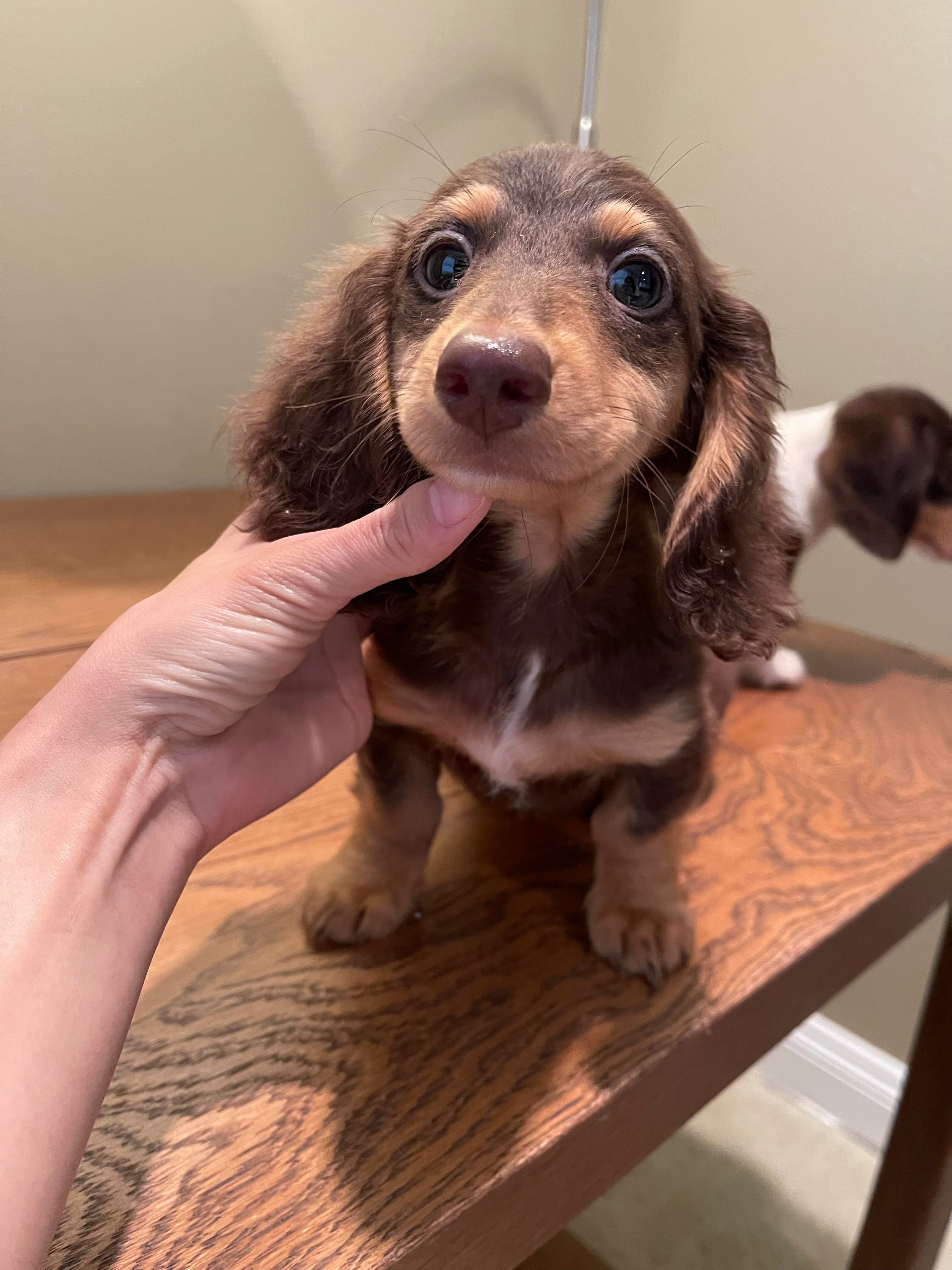 Bruno – Miniature Dachshund puppy for sale in Chino Hills, CA
