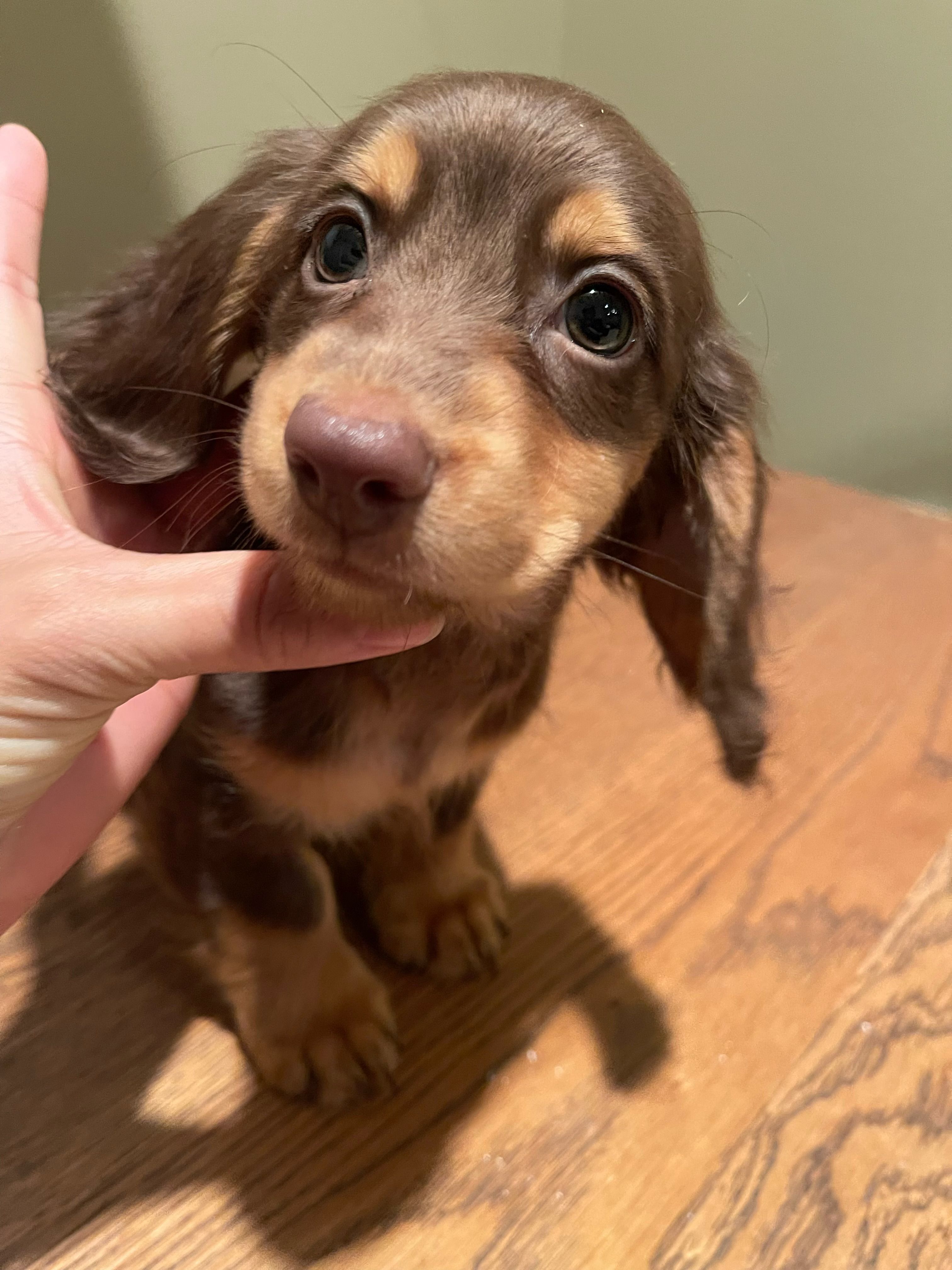 Choco – Miniature Dachshund puppy for sale in Chino Hills, CA