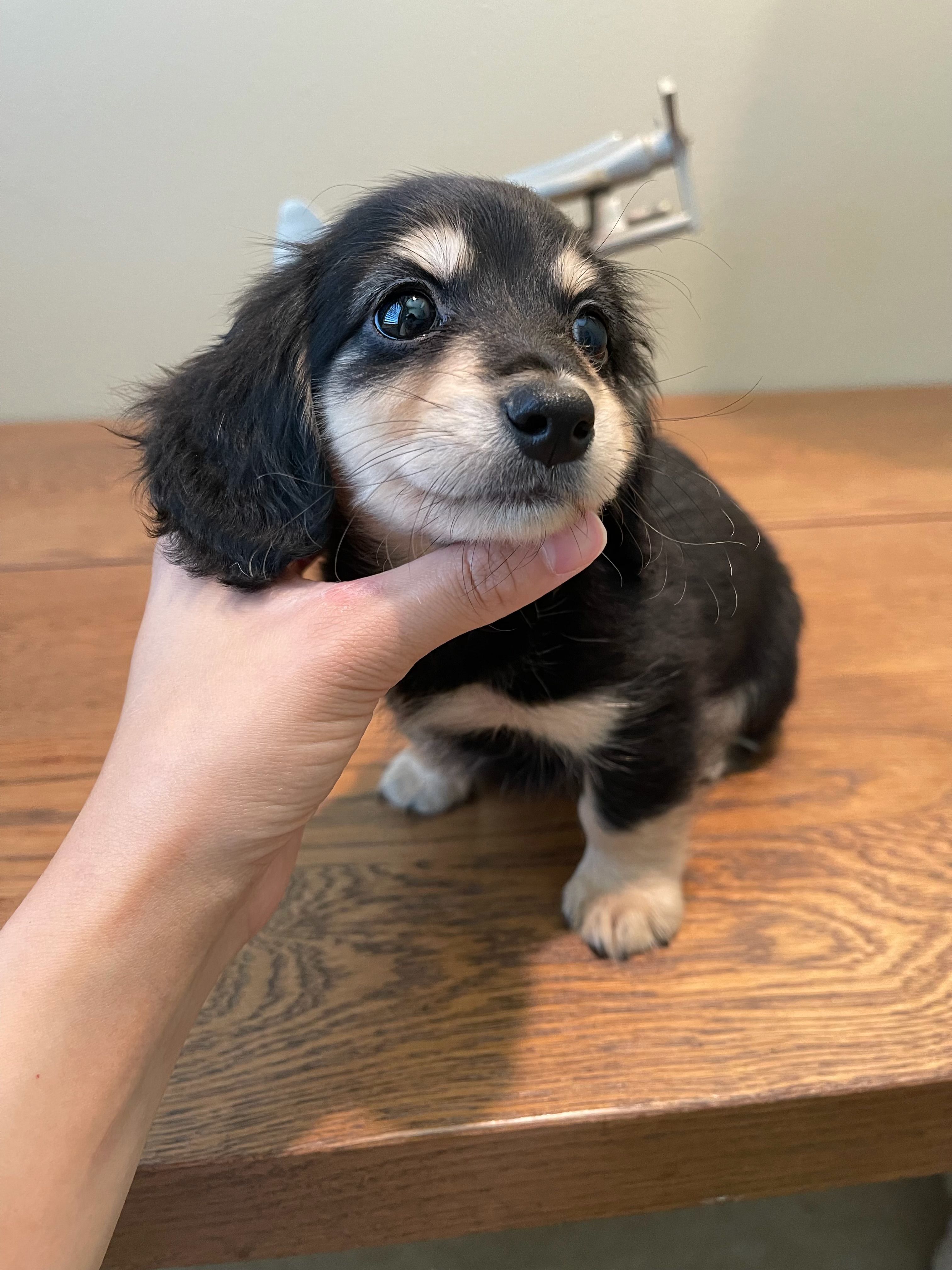 Pippa – Miniature Dachshund puppy for sale in Chino Hills, CA
