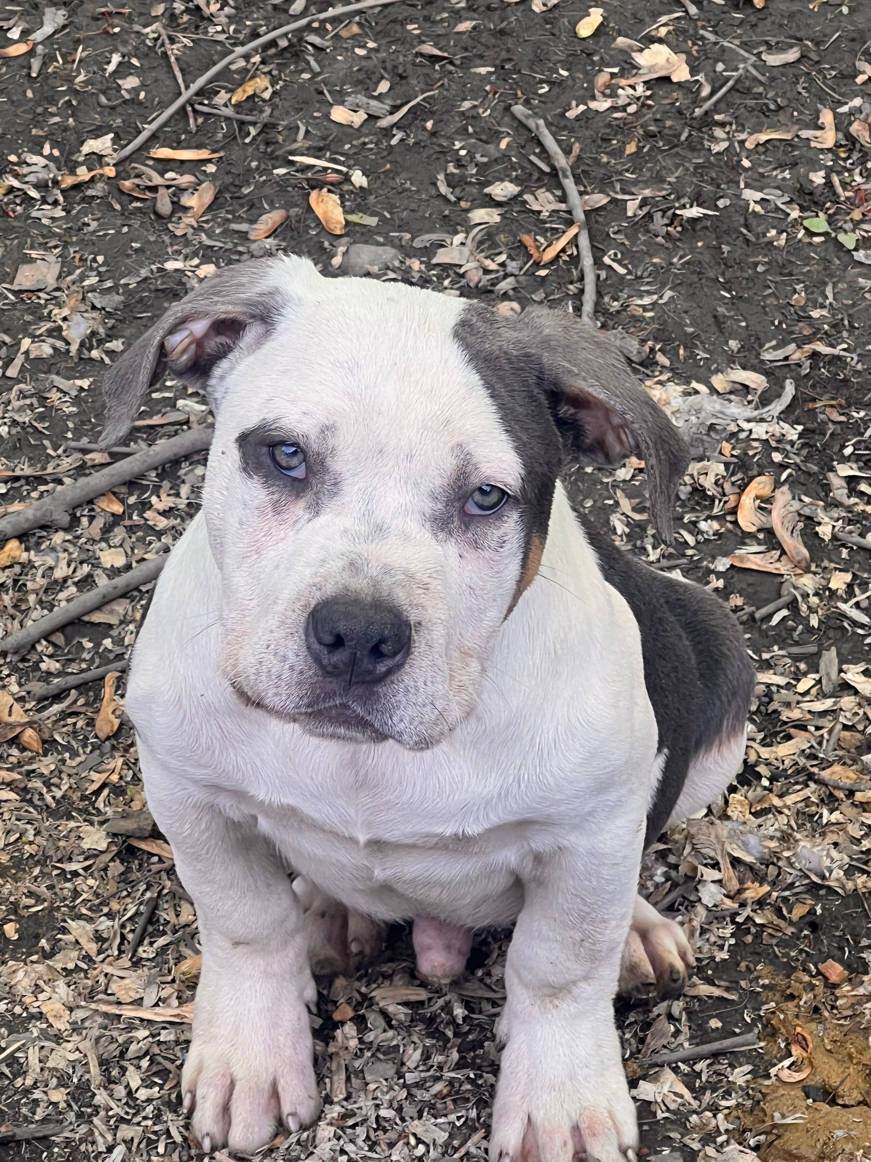 Jackson  – American Bully puppy for sale in Fort Wayne, IN