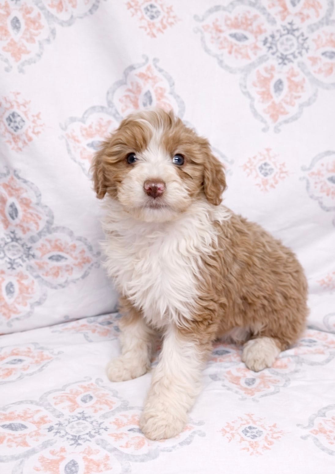 Gracie – Miniature Aussiedoodle puppy for sale in Fort Wayne, IN