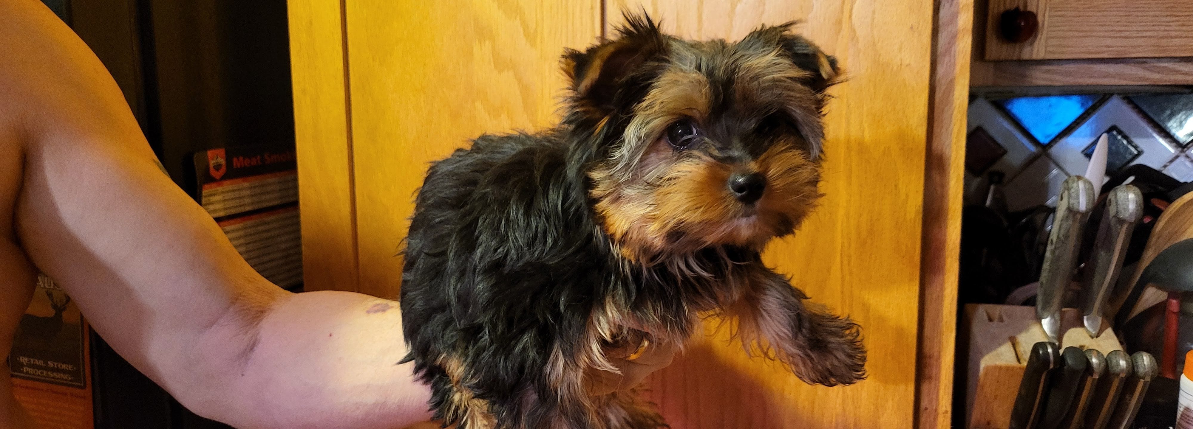 Crystal, a female Yorkshire Terrier for sale in Oxford, WI – Photo 3 of 4