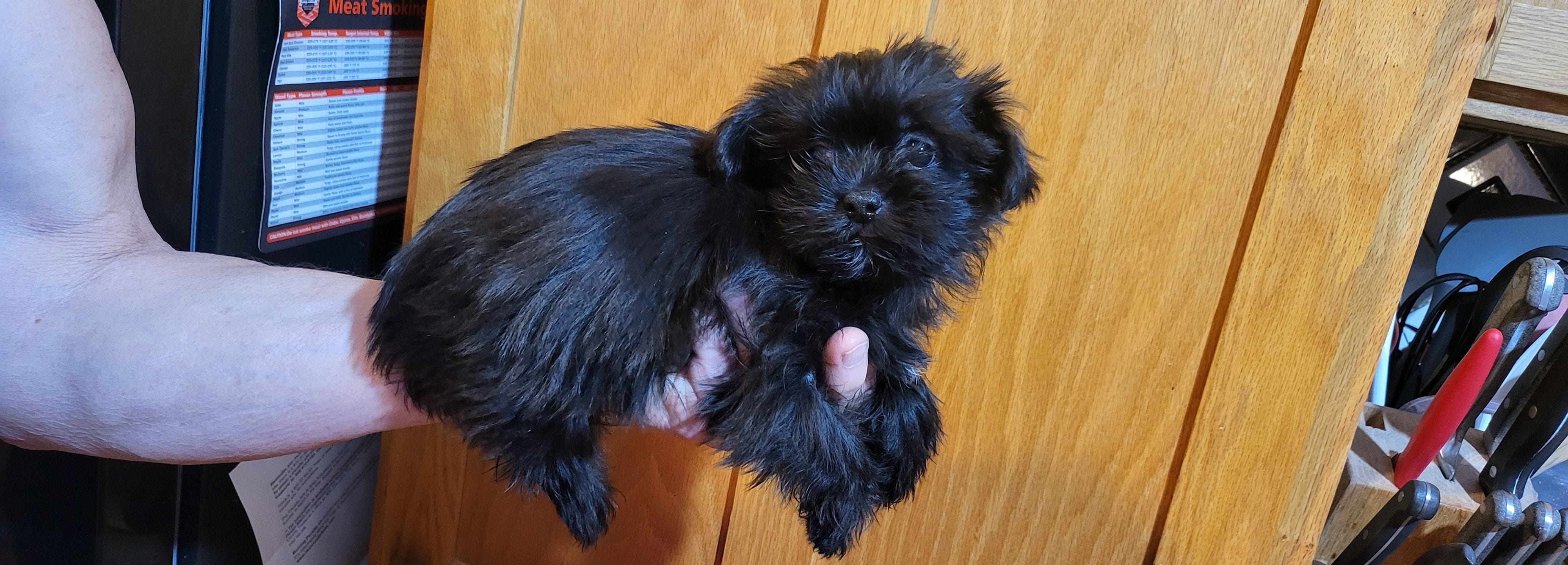 Cinder, a female Shih Tzu and Yorkshire Terrier for sale in Oxford, WI – Photo 3 of 3