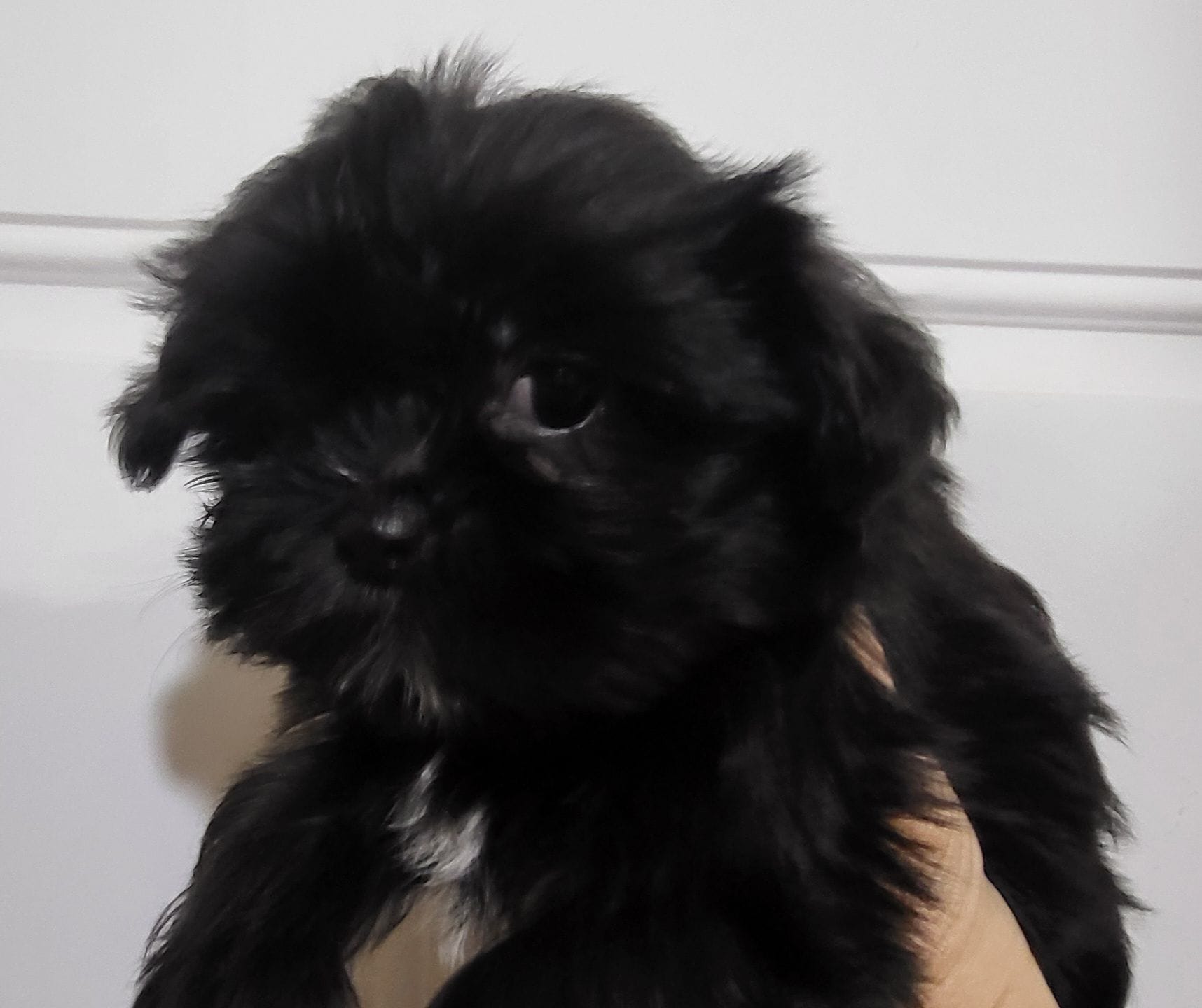 Cinder, a female Shih Tzu and Yorkshire Terrier for sale in Oxford, WI – Photo 2 of 3