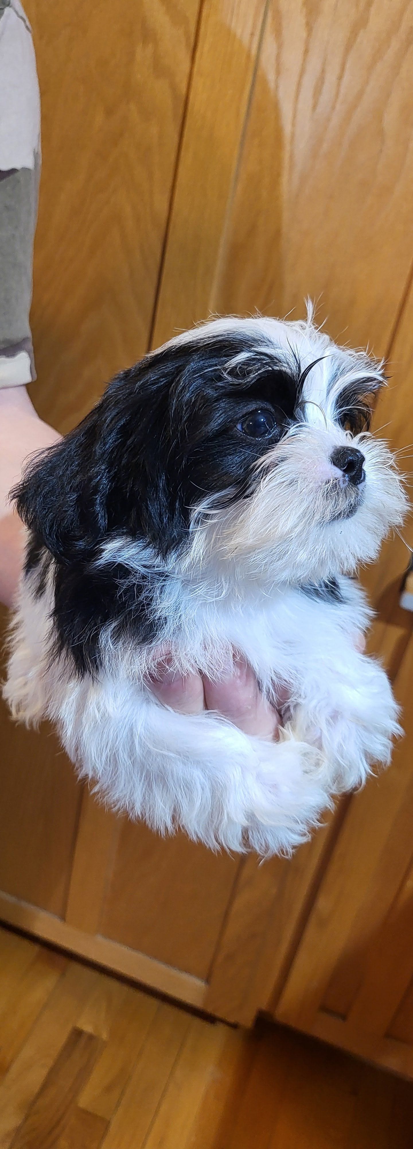 Milo – Shih Tzu, Shorkie puppy for sale in Oxford, WI