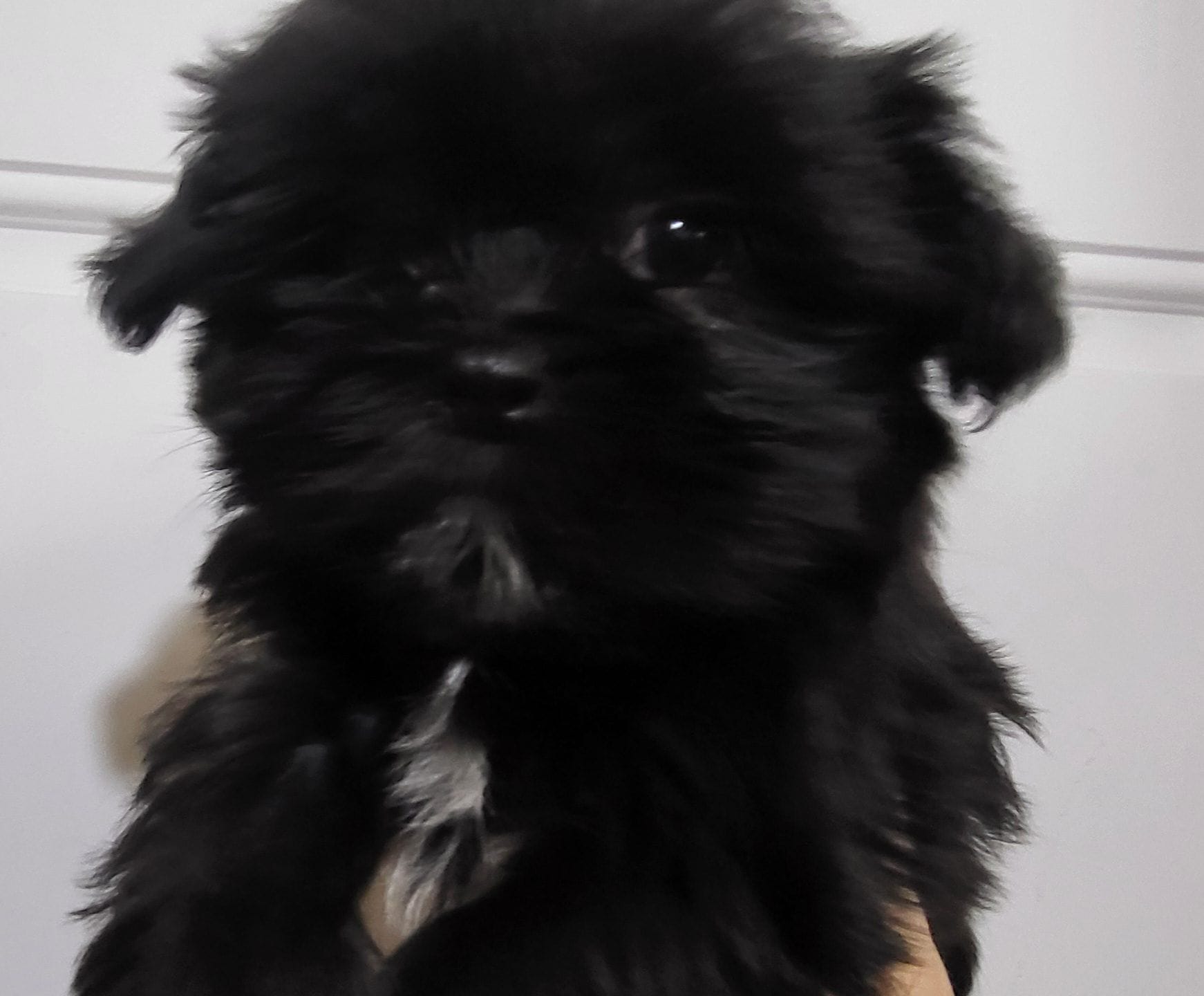 Cinder – Shih Tzu, Yorkshire Terrier puppy for sale in Oxford, WI