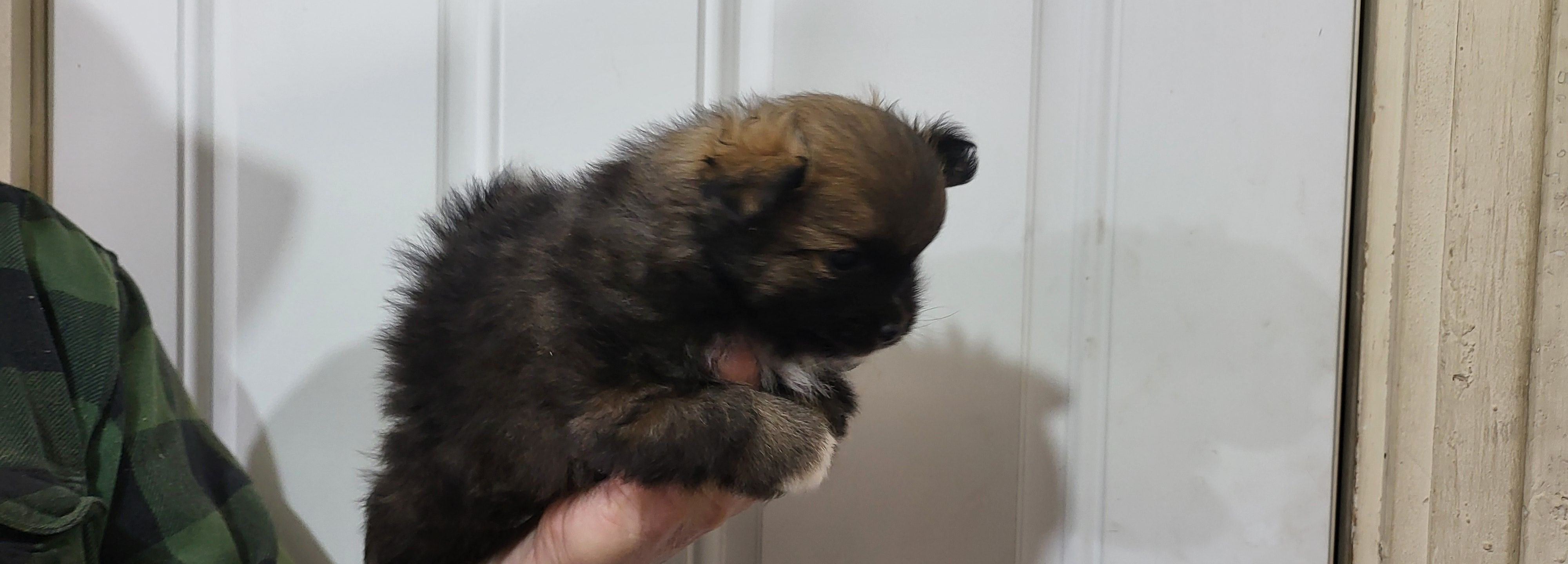 Kola, a male Pomeranian for sale in Oxford, WI – Photo 2 of 3