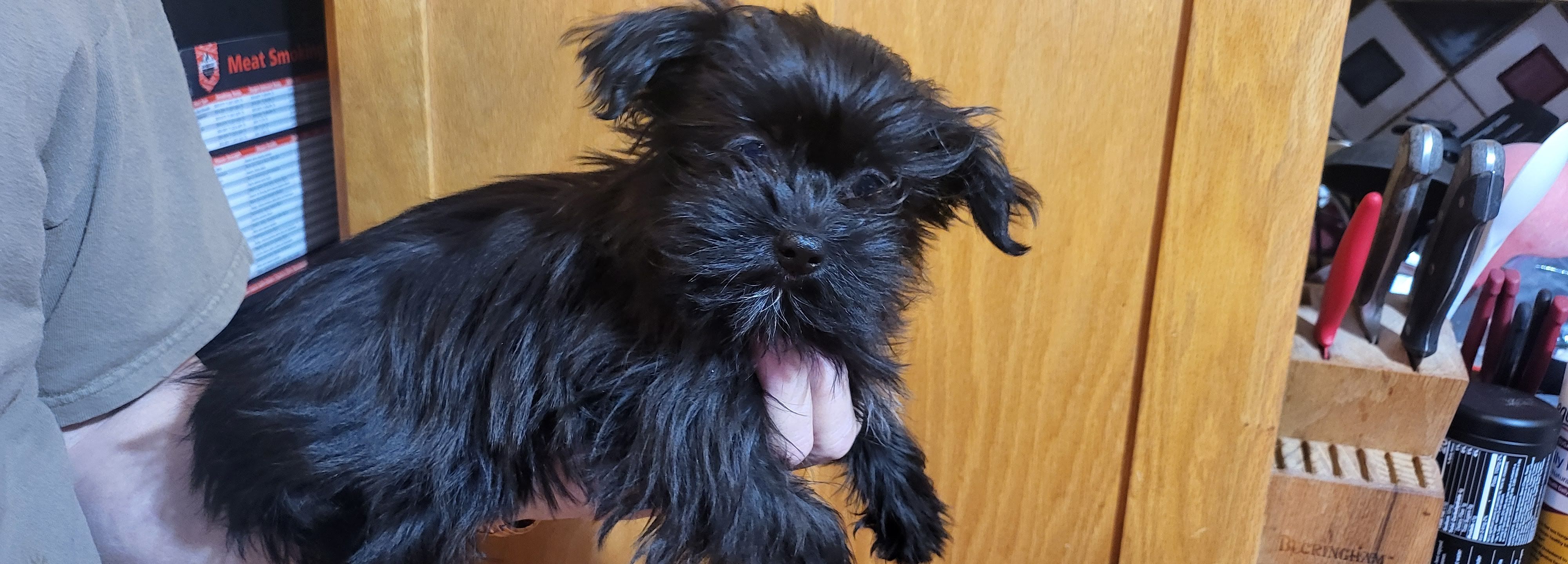 Cinder, a female Shih Tzu and Yorkshire Terrier for sale in Oxford, WI – Photo 2 of 3