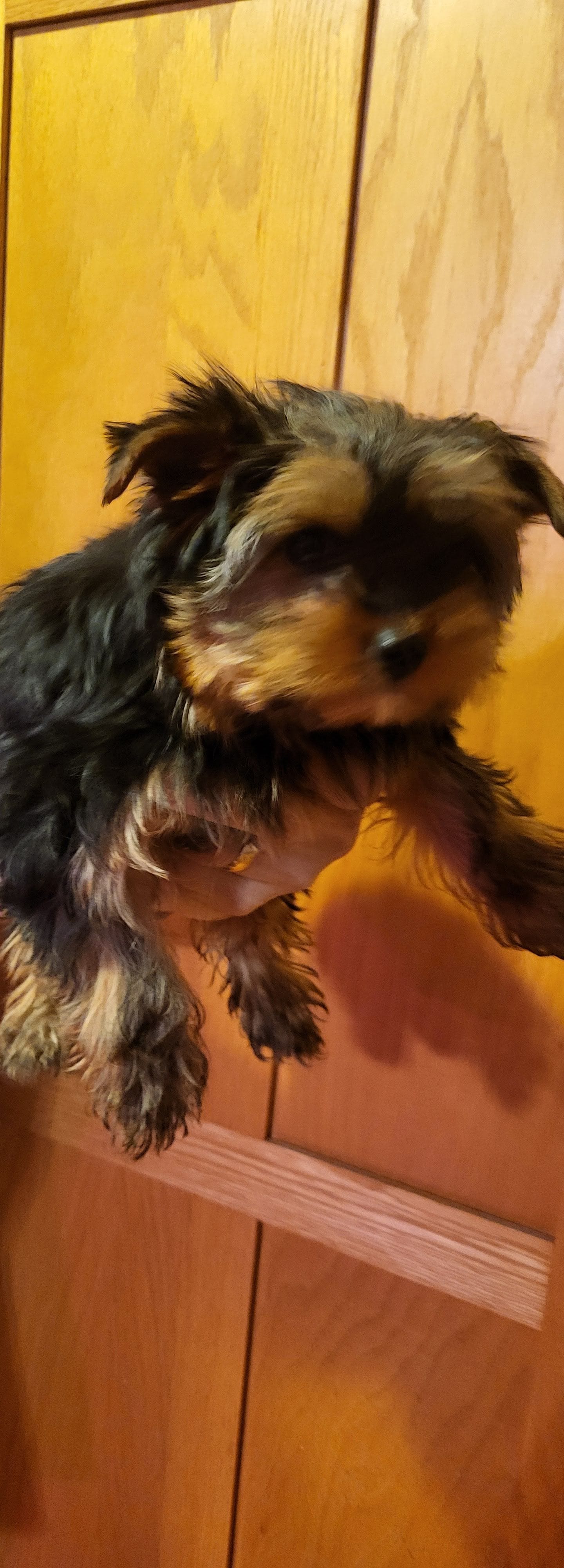 Crystal, a female Yorkshire Terrier for sale in Oxford, WI – Photo 4 of 4