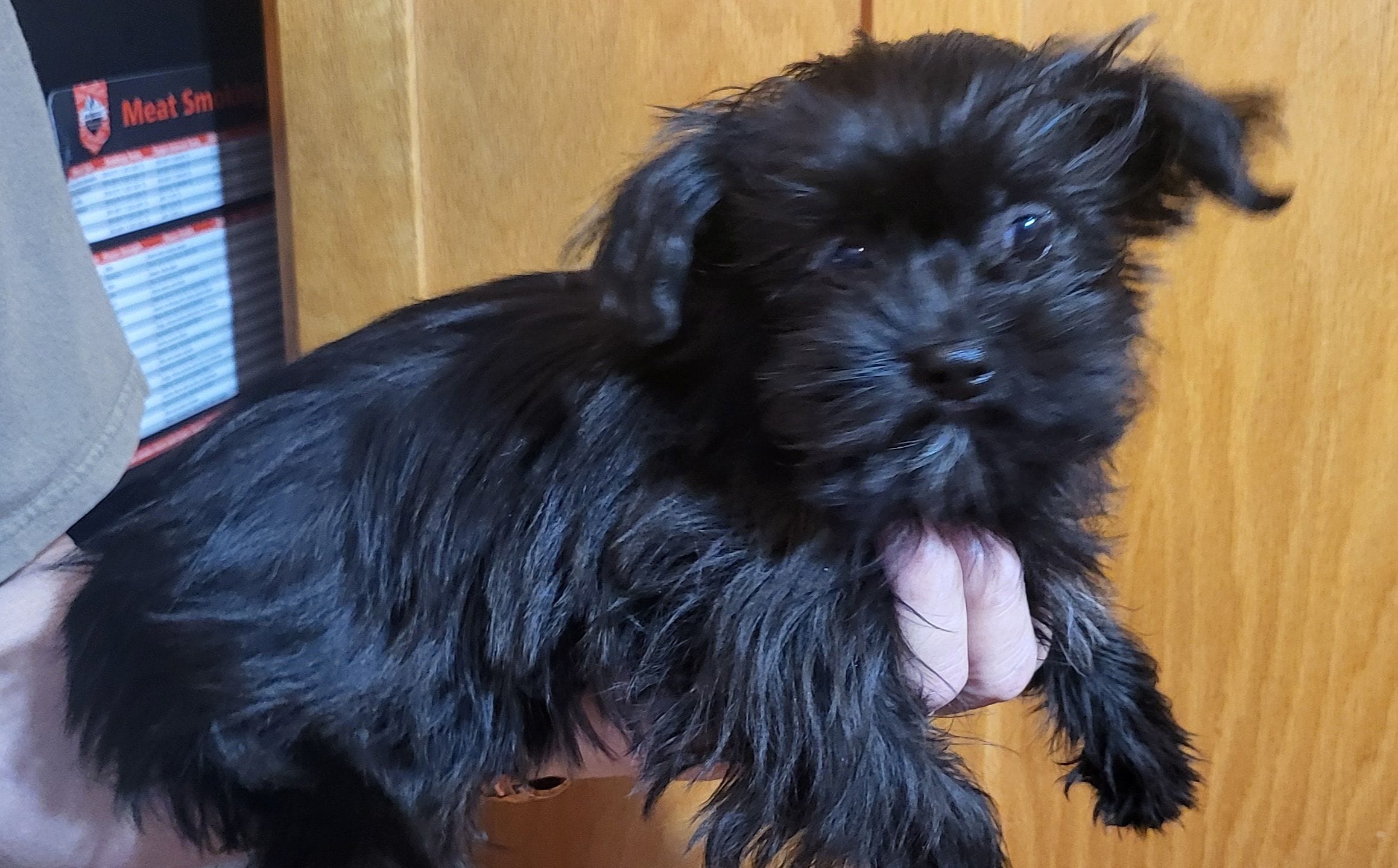 Cinder – Shih Tzu, Yorkshire Terrier puppy for sale in Oxford, WI