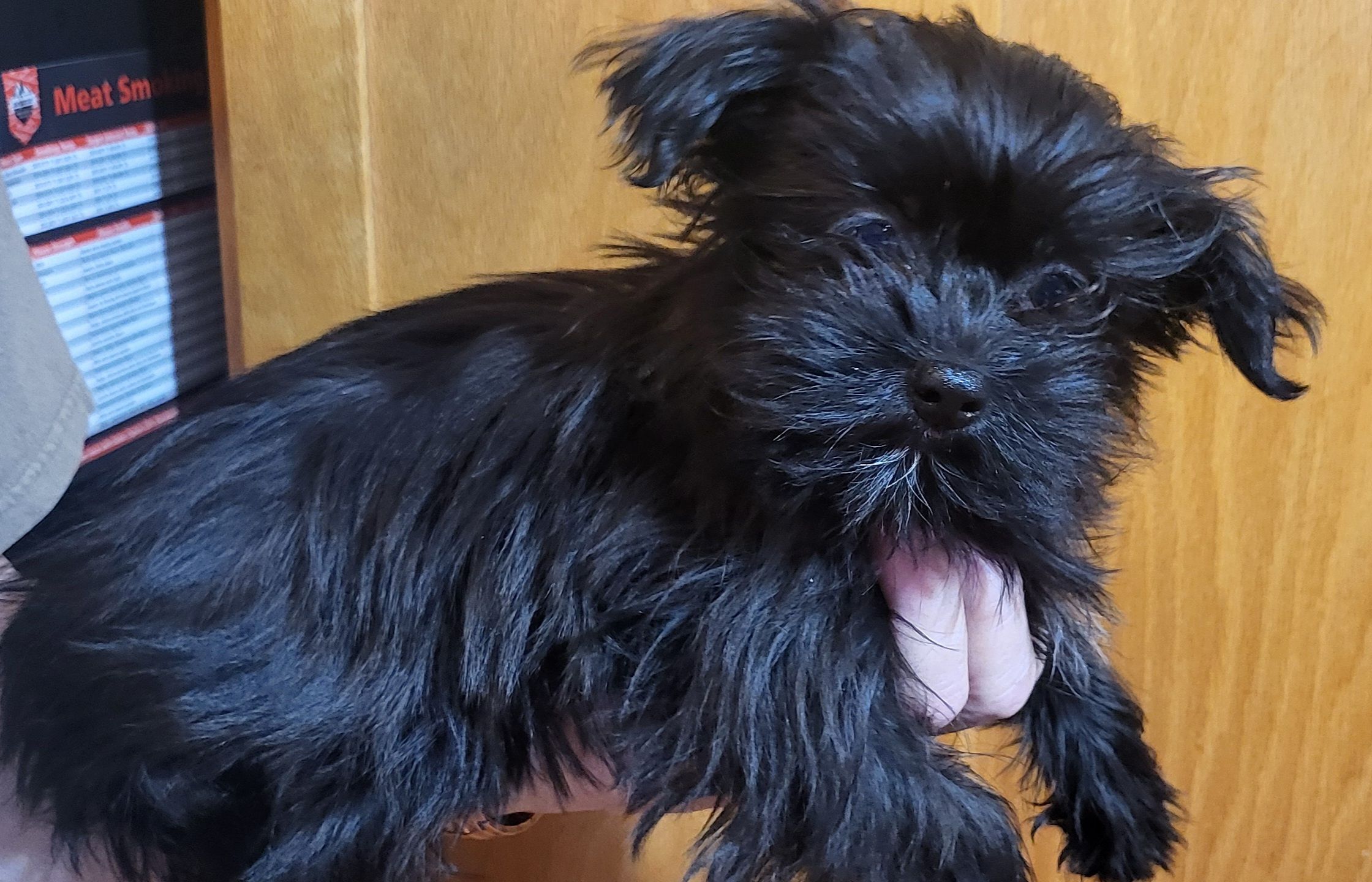 Cinder, a female Shih Tzu and Yorkshire Terrier for sale in Oxford, WI – Photo 3 of 3