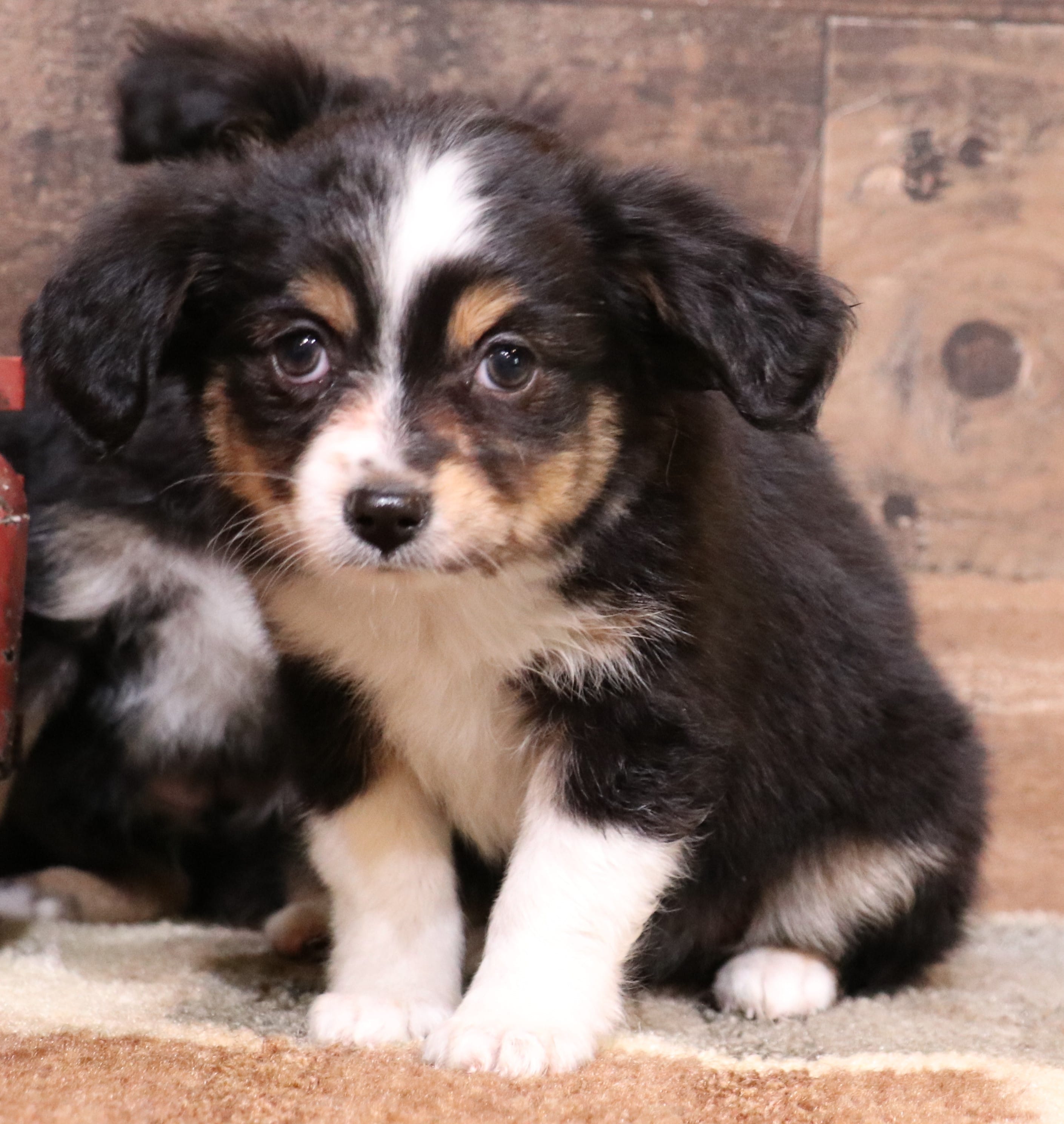 Dreamer – Toy Australian Shepherd puppy for sale in Crawford, CO