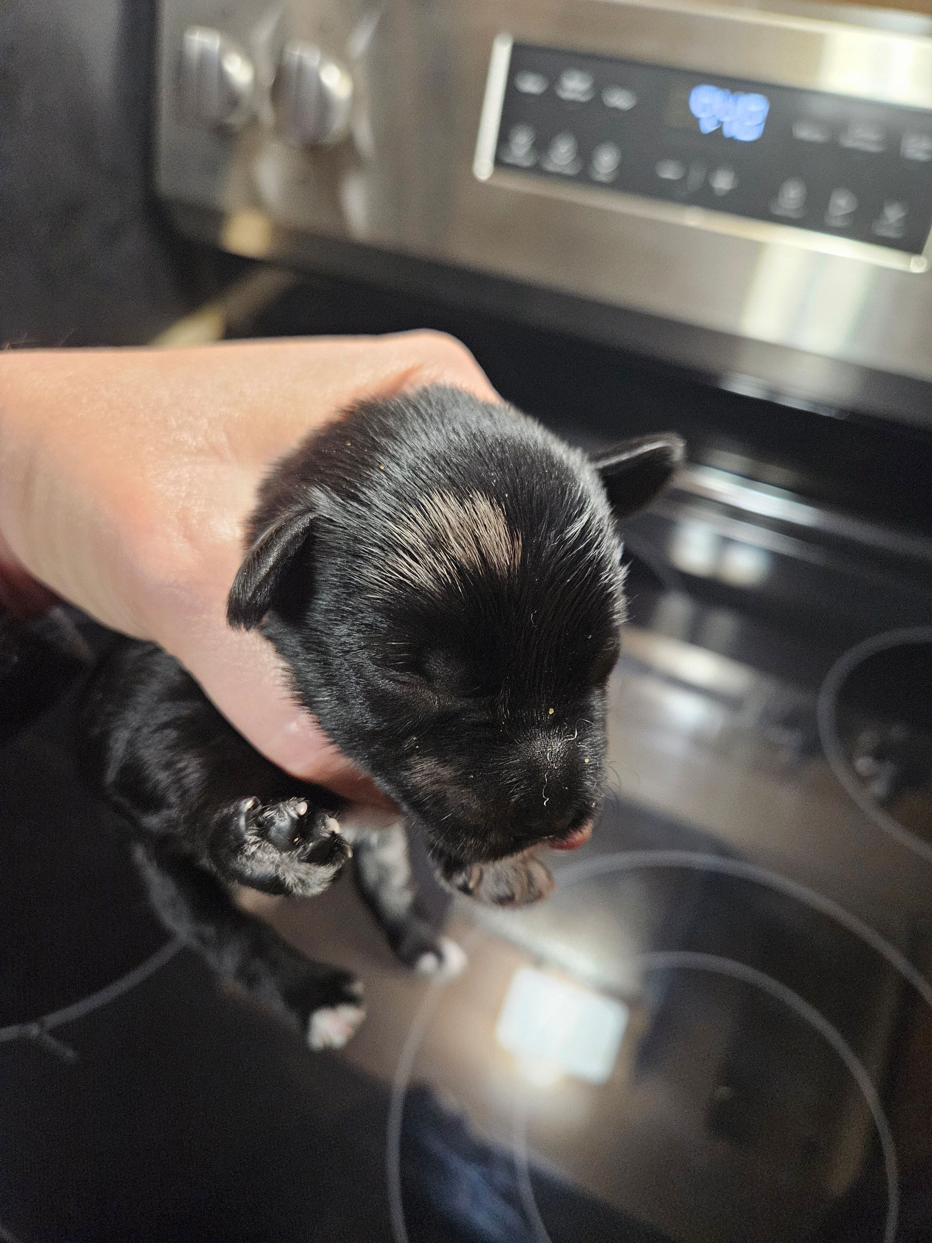Black merle male – Miniature Schnauzer puppy for sale in Niles, MI