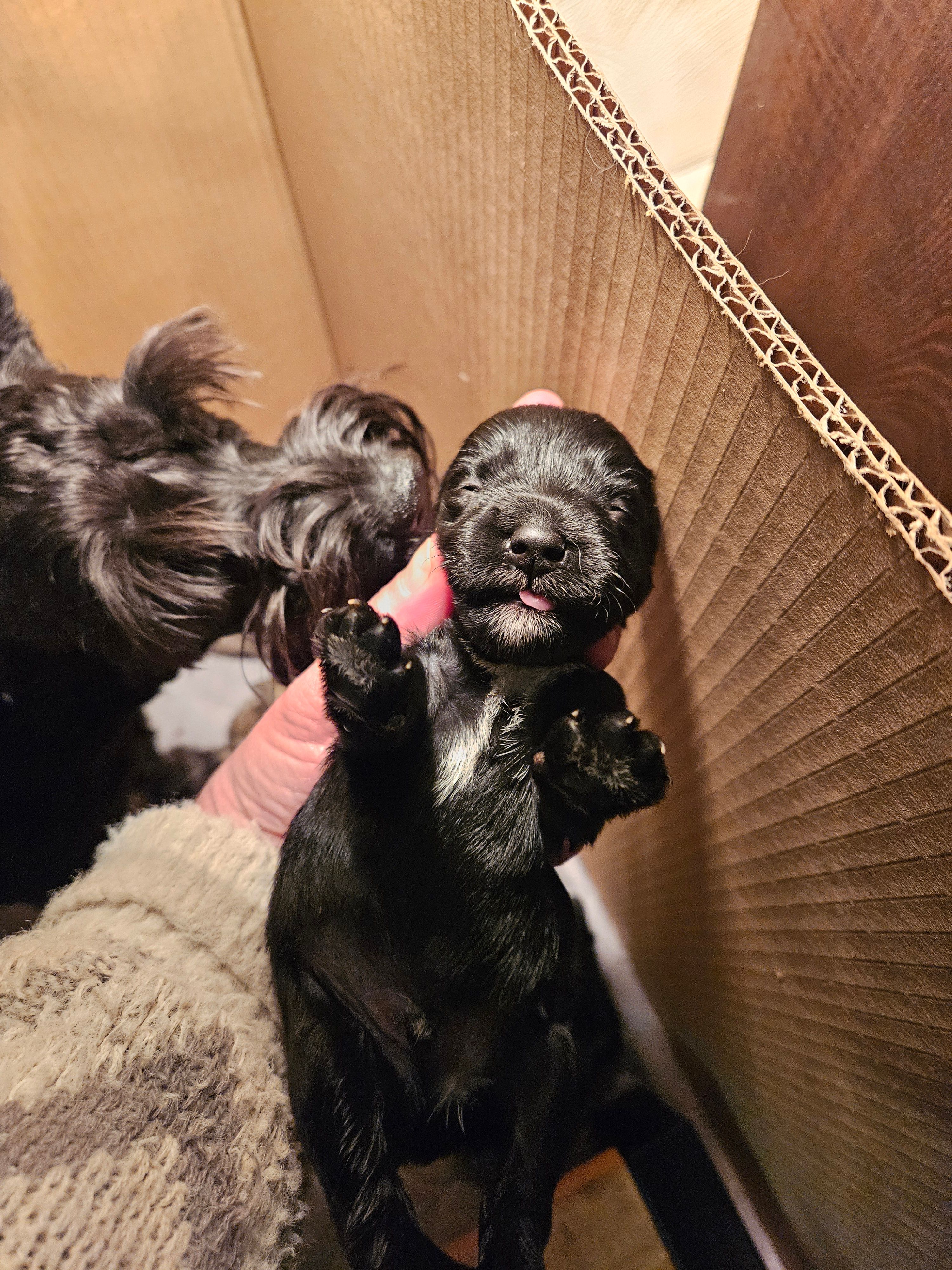 Black male #2 – Miniature Schnauzer puppy for sale in Niles, MI