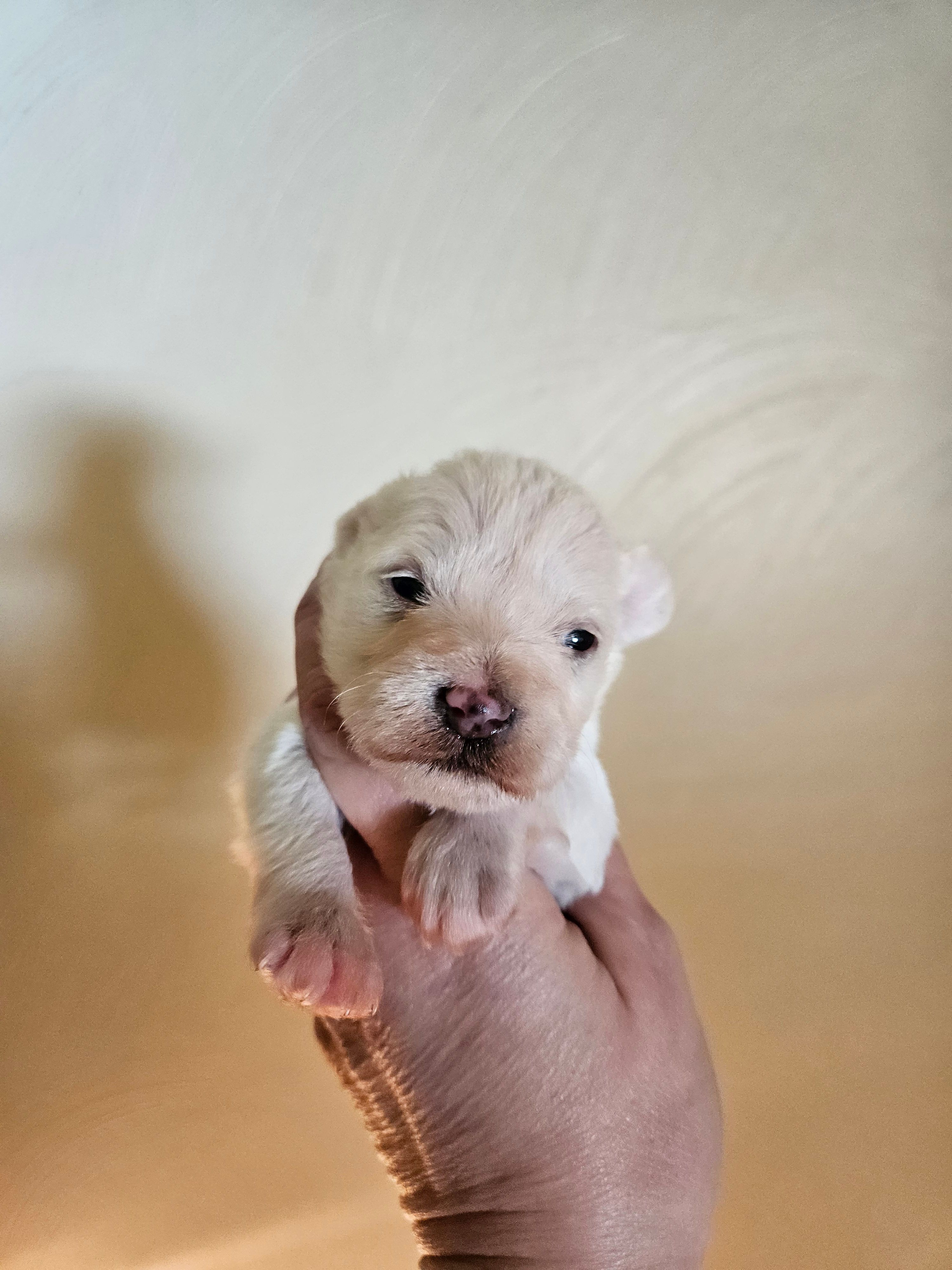 Tcup/toy white chocolate female  – Miniature Schnauzer puppy for sale in Niles, MI