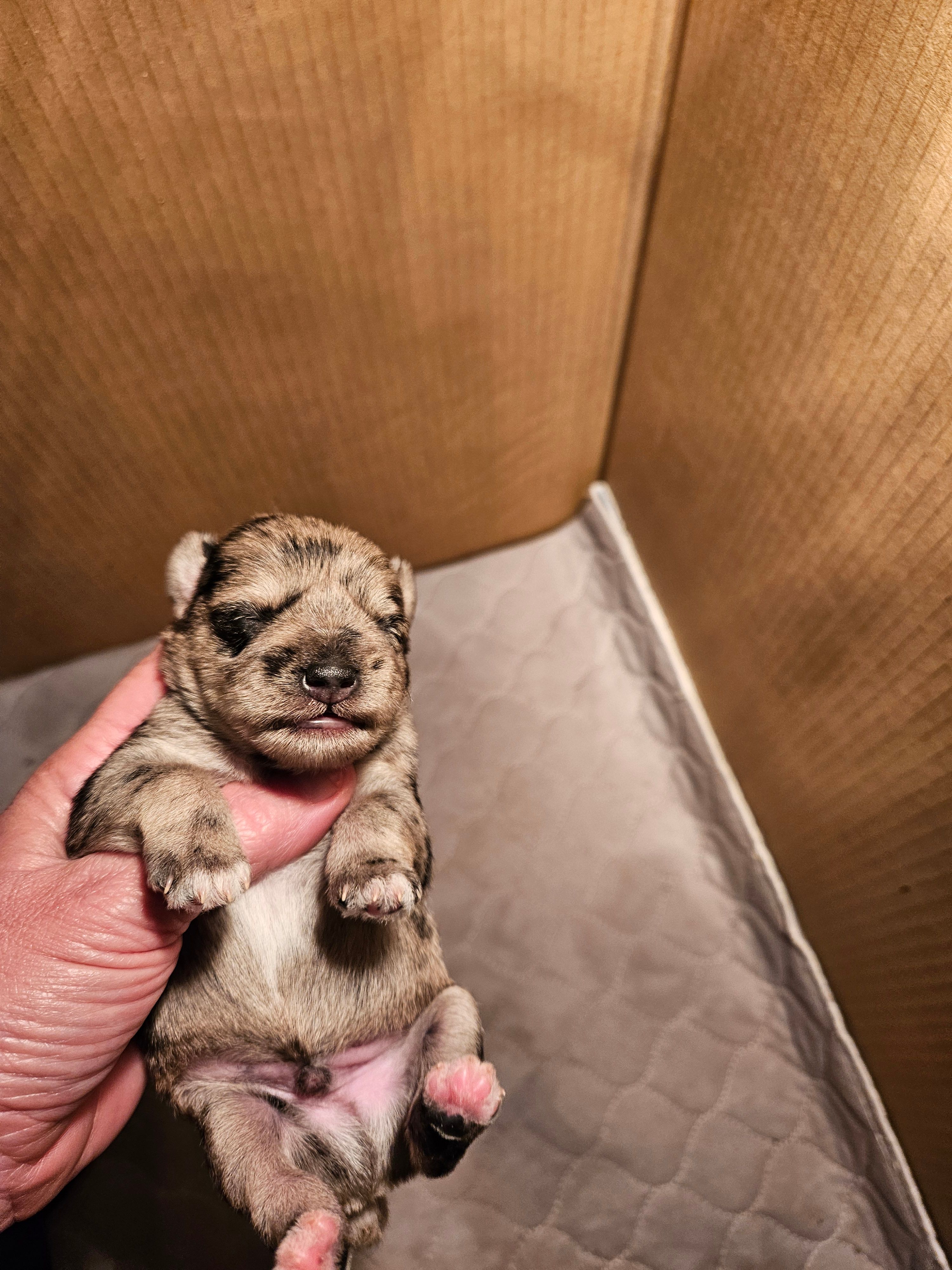 Blue merle male – Miniature Schnauzer puppy for sale in Niles, MI