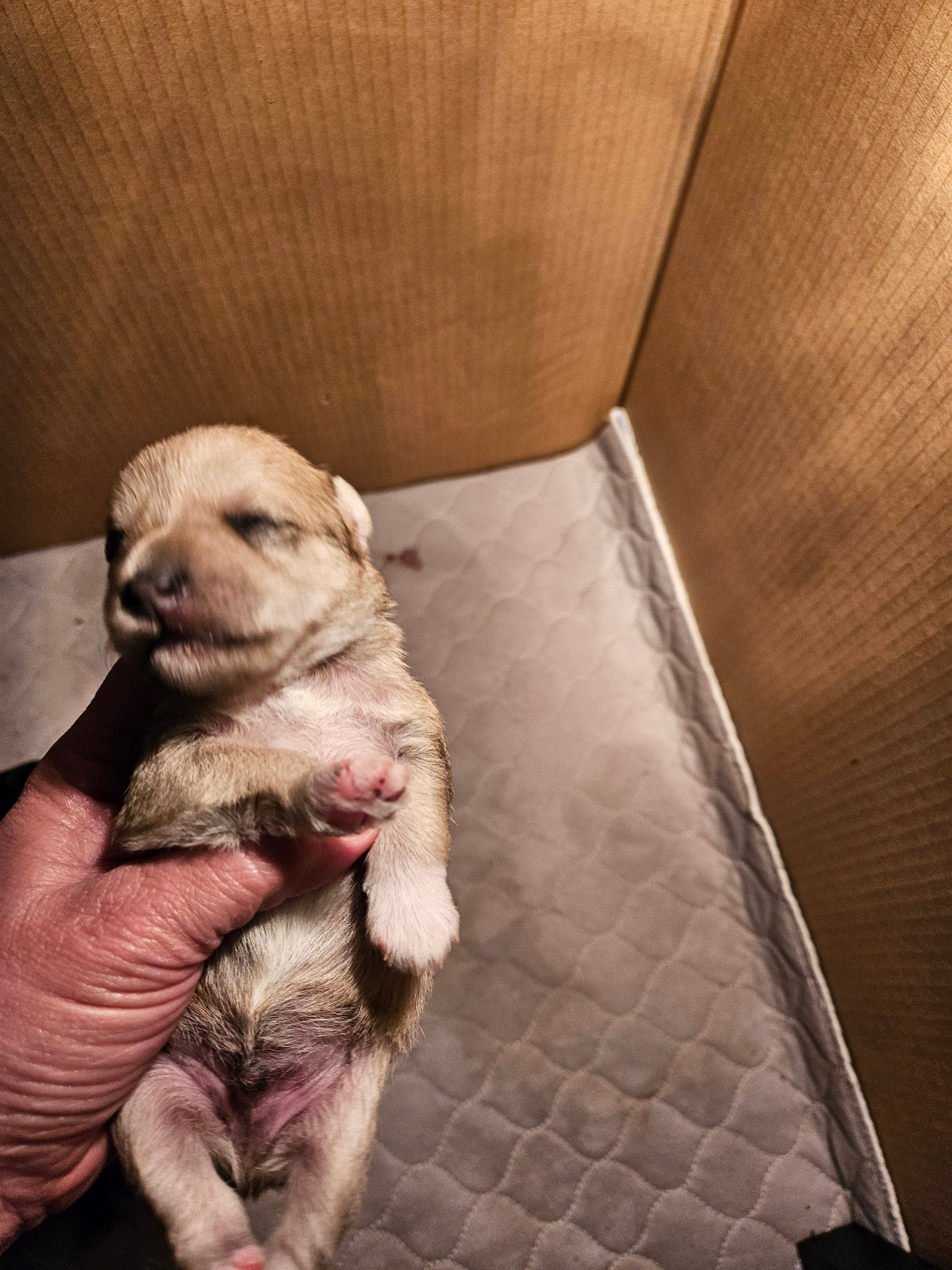 Liver tan pepper merle (M) – Miniature Schnauzer puppy for sale in Niles, MI