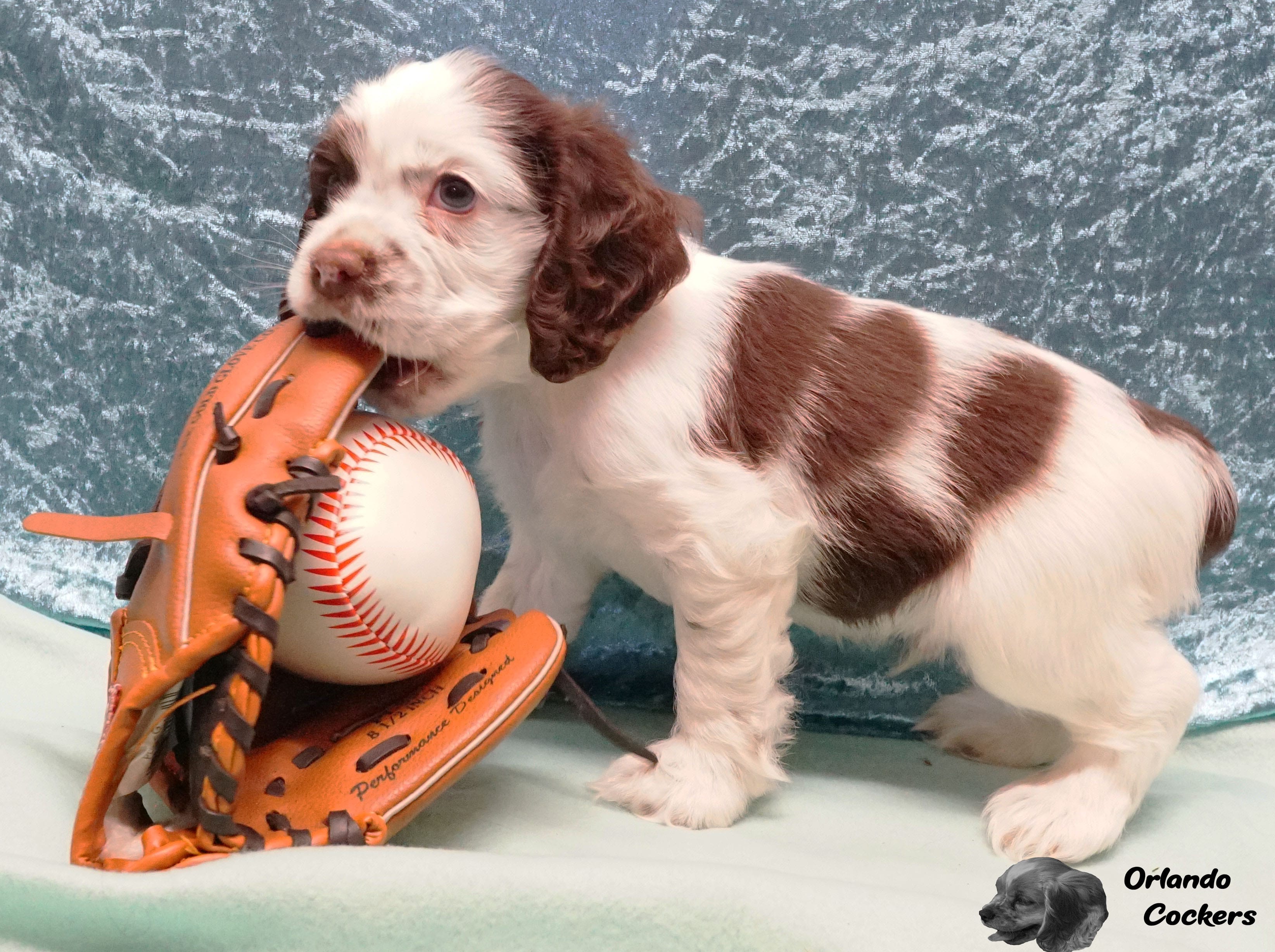 Chocolate Cow – Cocker Spaniel puppy for sale in Altamonte Springs, FL