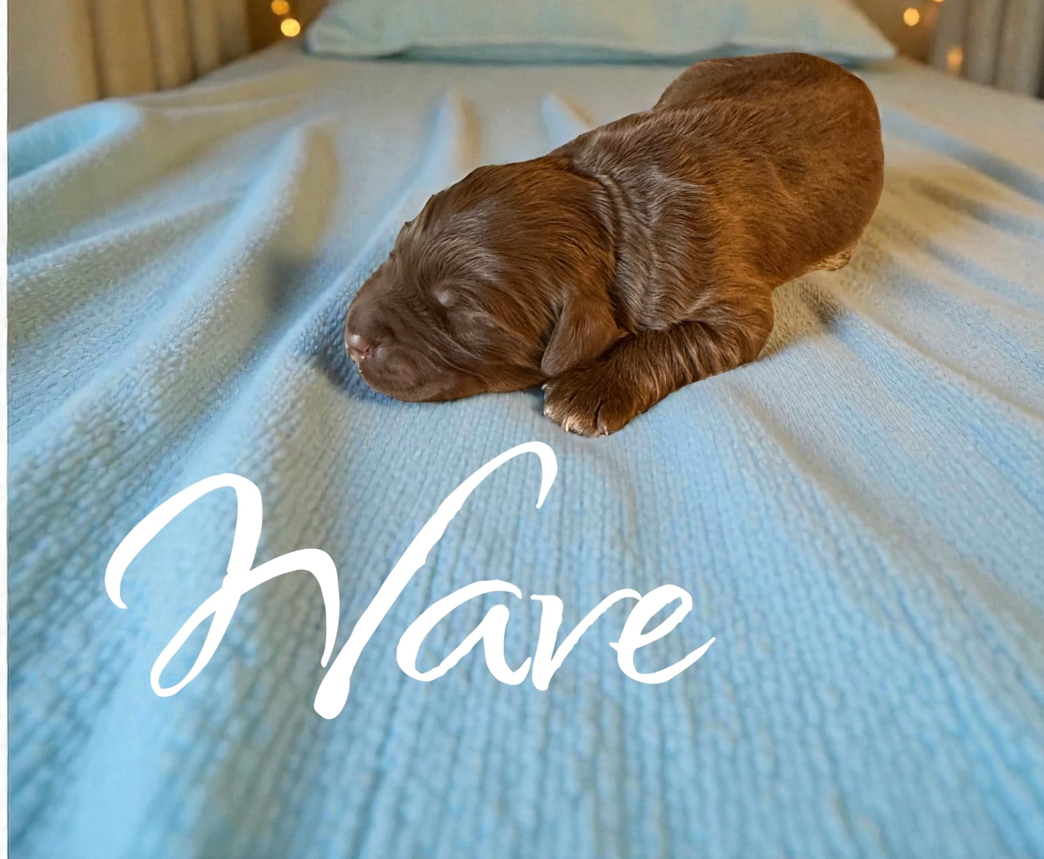 Wave – Miniature Aussiedoodle puppy for sale in Ellenburg Depot, NY
