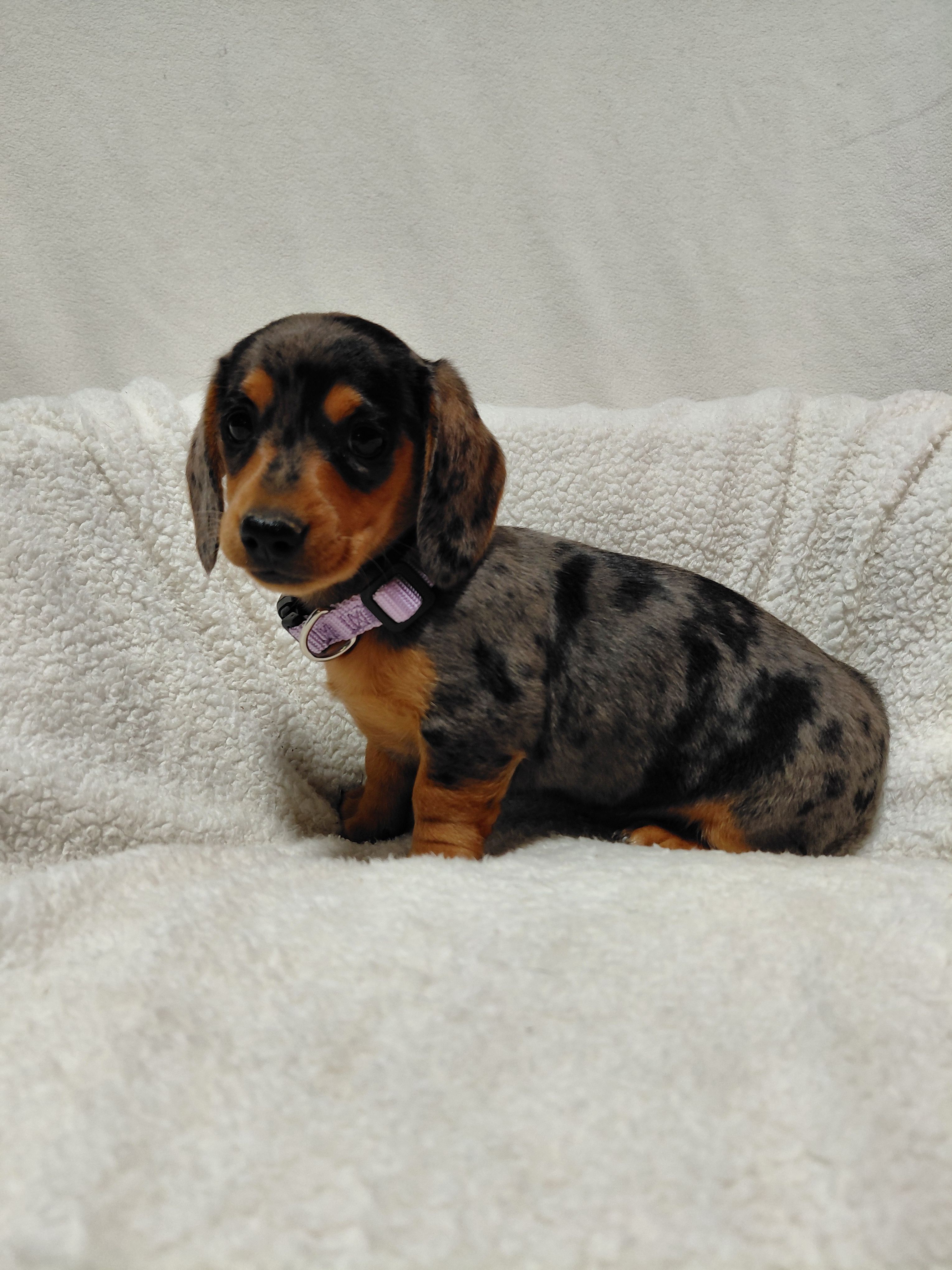 Jasmine  – Miniature Dachshund puppy for sale in Hughes Springs, TX