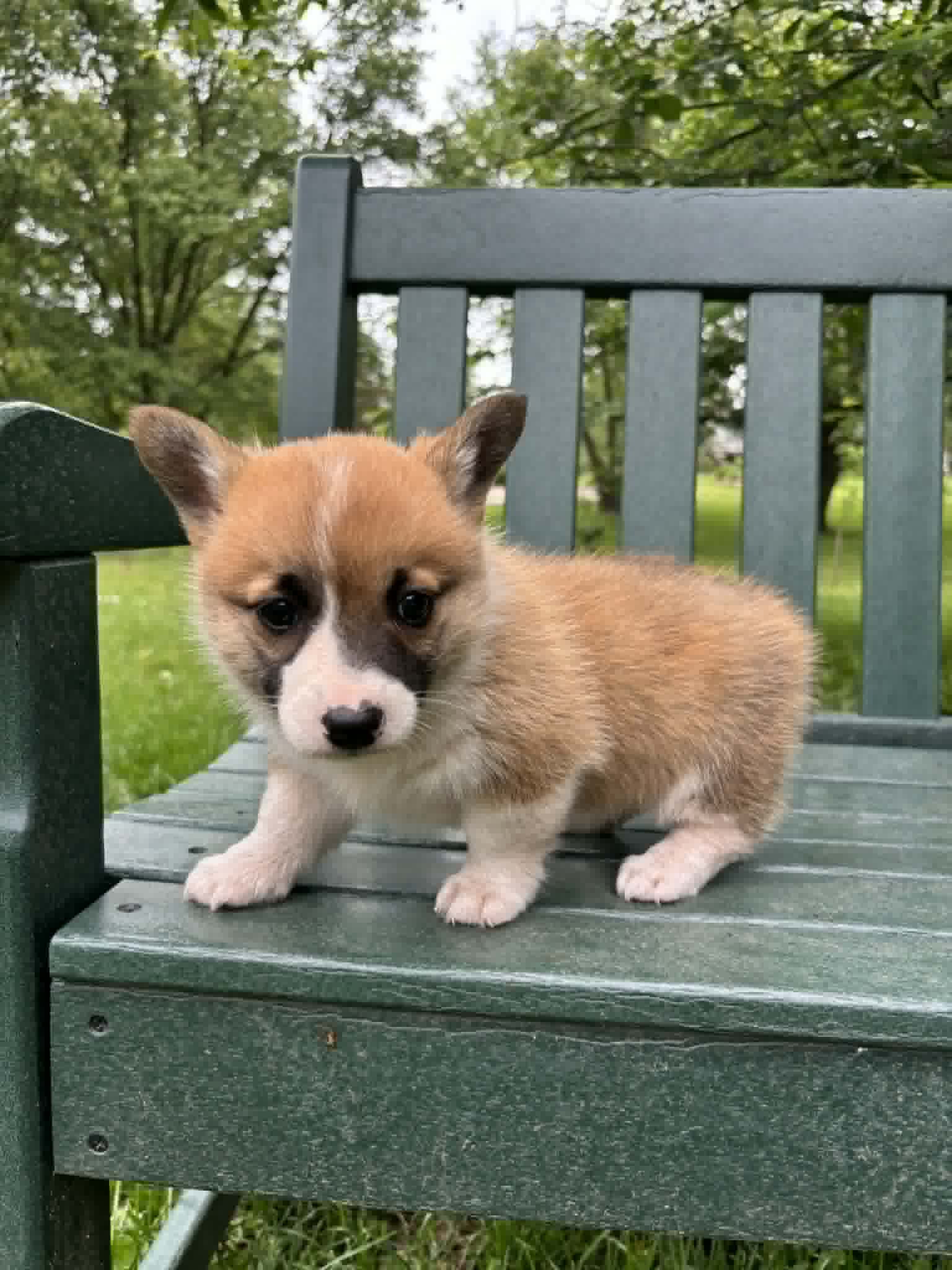 Charlotte – Pembroke Welsh Corgi puppy for sale in Wentzville, MO