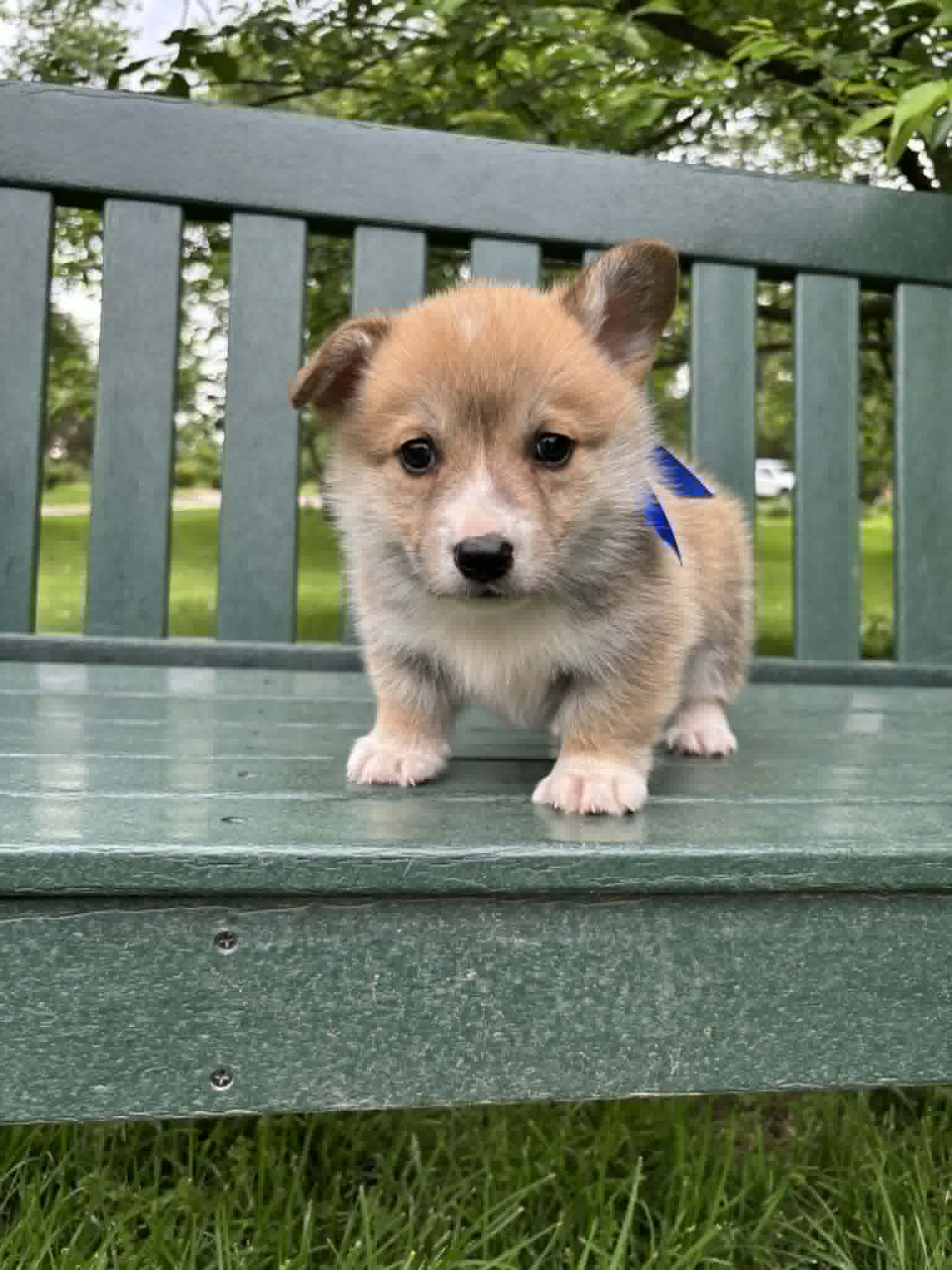 Bluey – Pembroke Welsh Corgi puppy for sale in Wentzville, MO