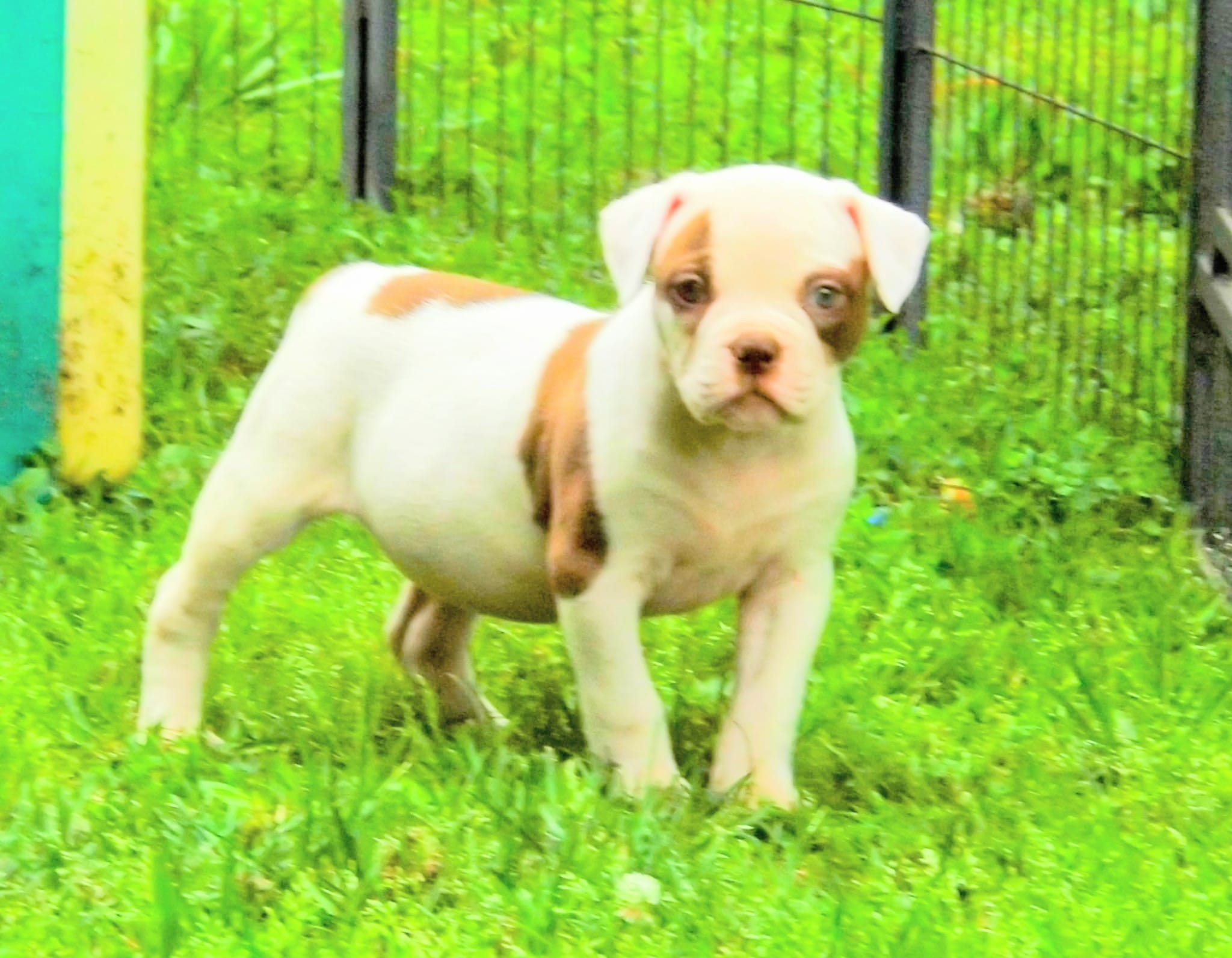 Male 2 – American Bulldog puppy for sale in Chester, IL