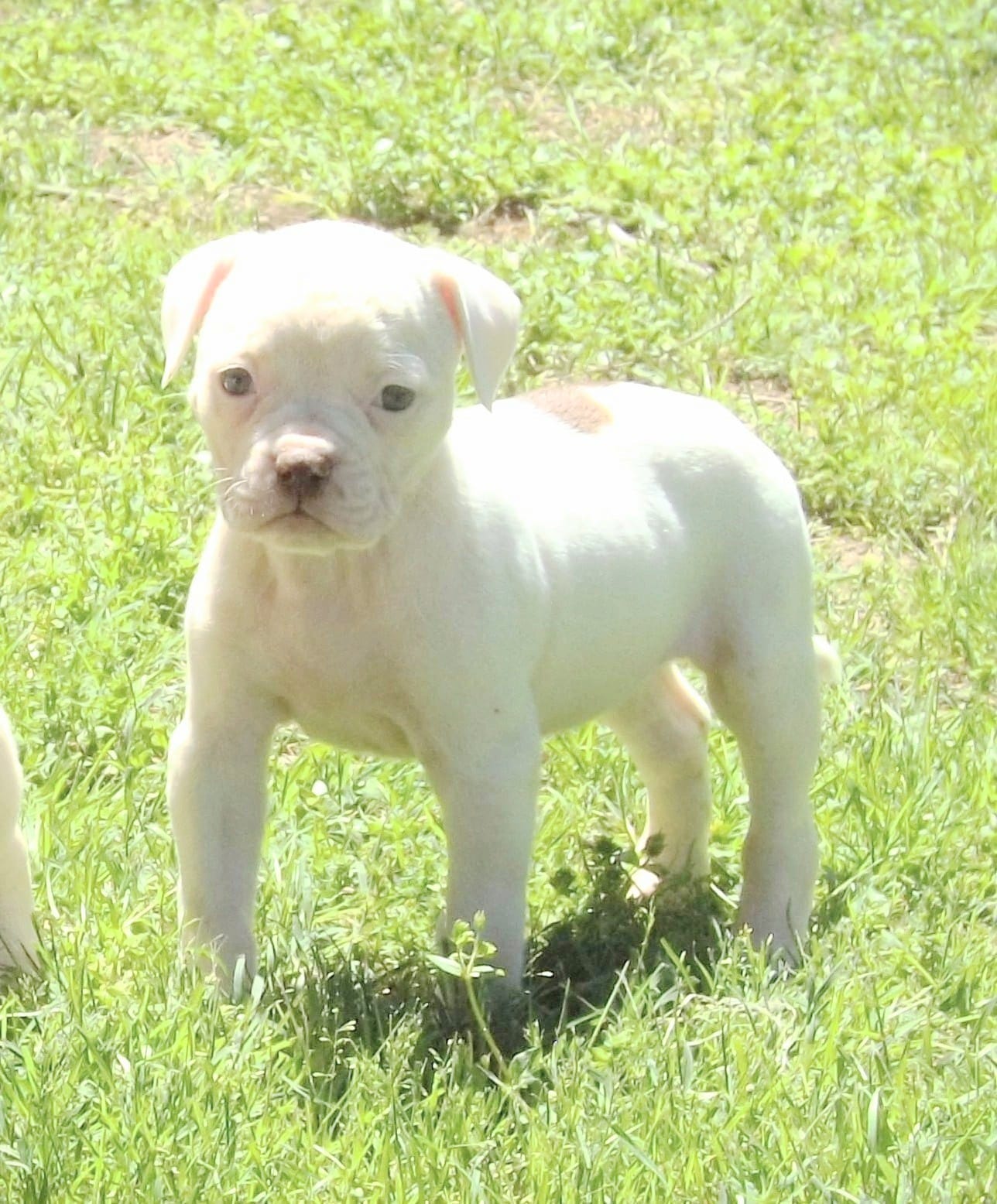Female 1 – American Bulldog puppy for sale in Chester, IL