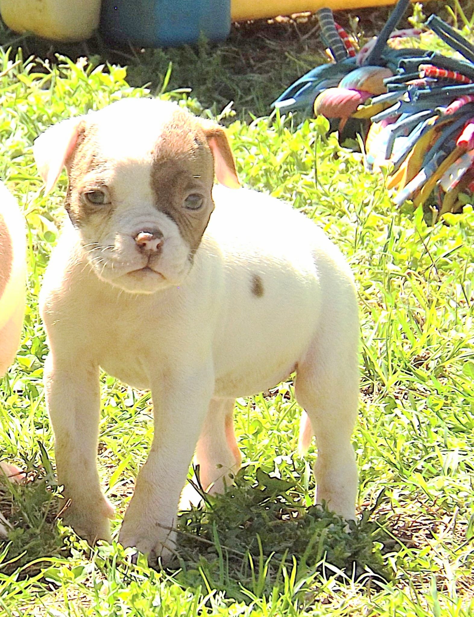 Female 3 – American Bulldog puppy for sale in Chester, IL