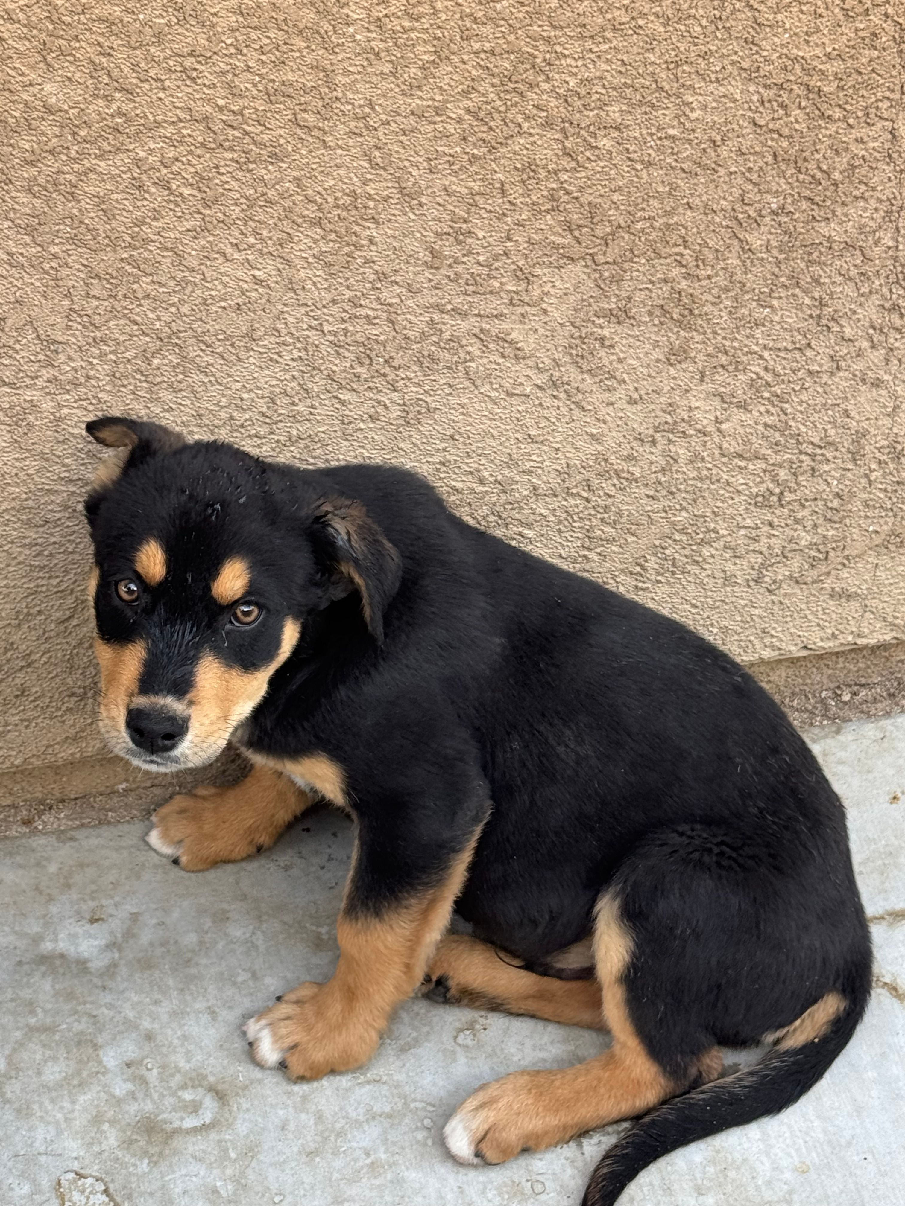 Boy 1 – Rottweiler, Siberian Husky puppy for sale in Lancaster, CA