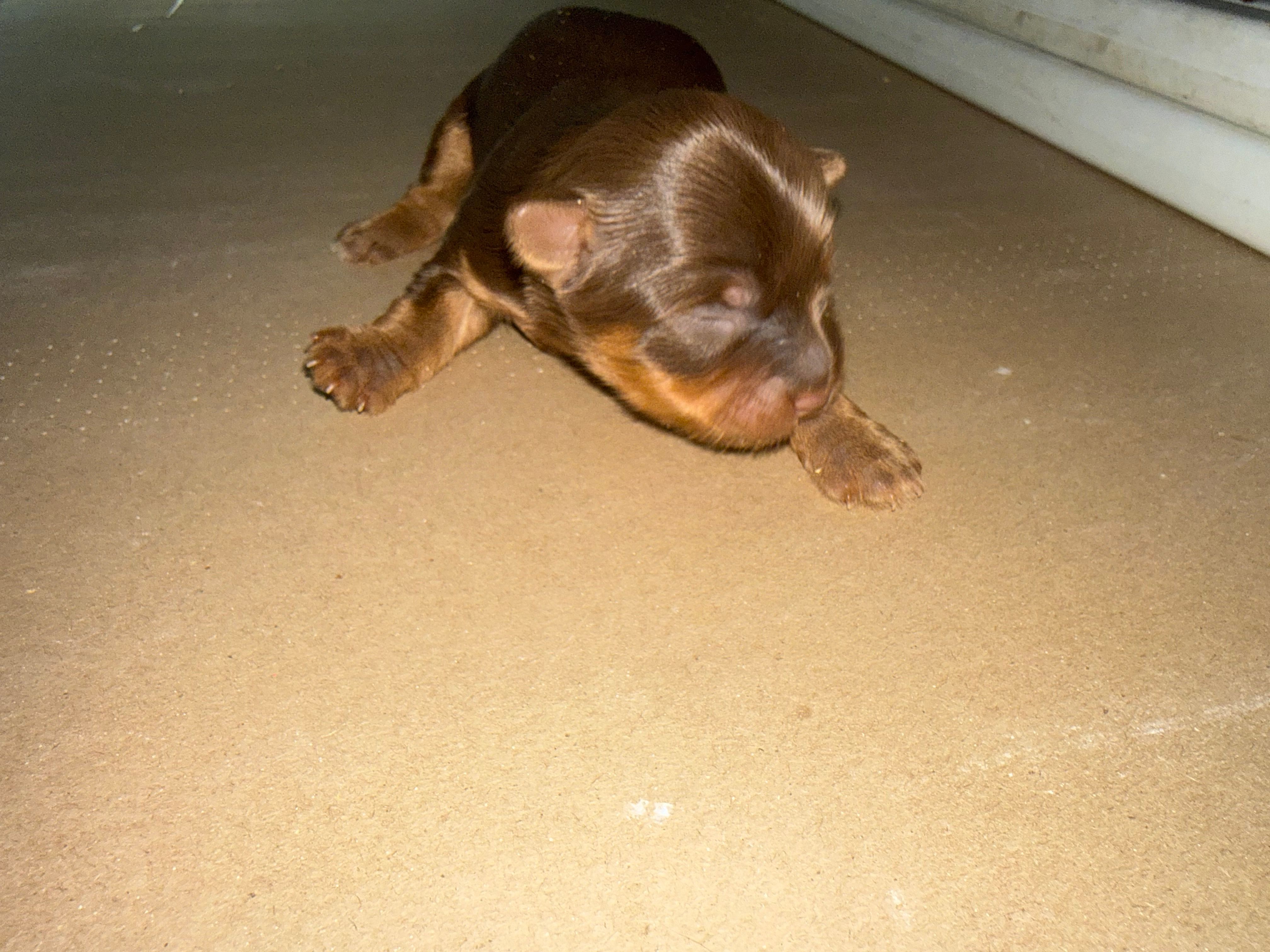 CURLY – Yorkshire Terrier puppy for sale in Ballwin, MO