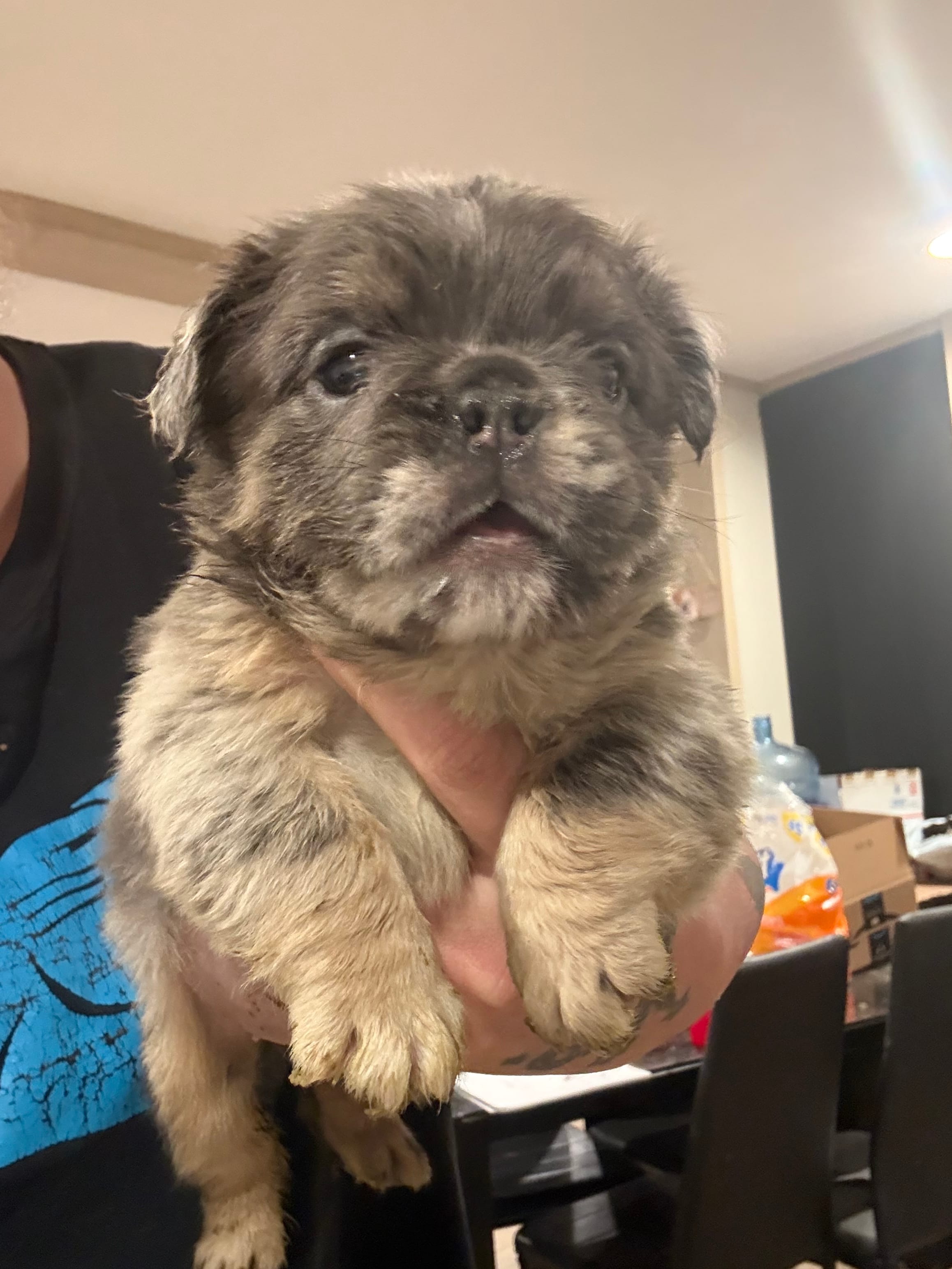 Merle – English Bulldog puppy for sale in Clymer, PA